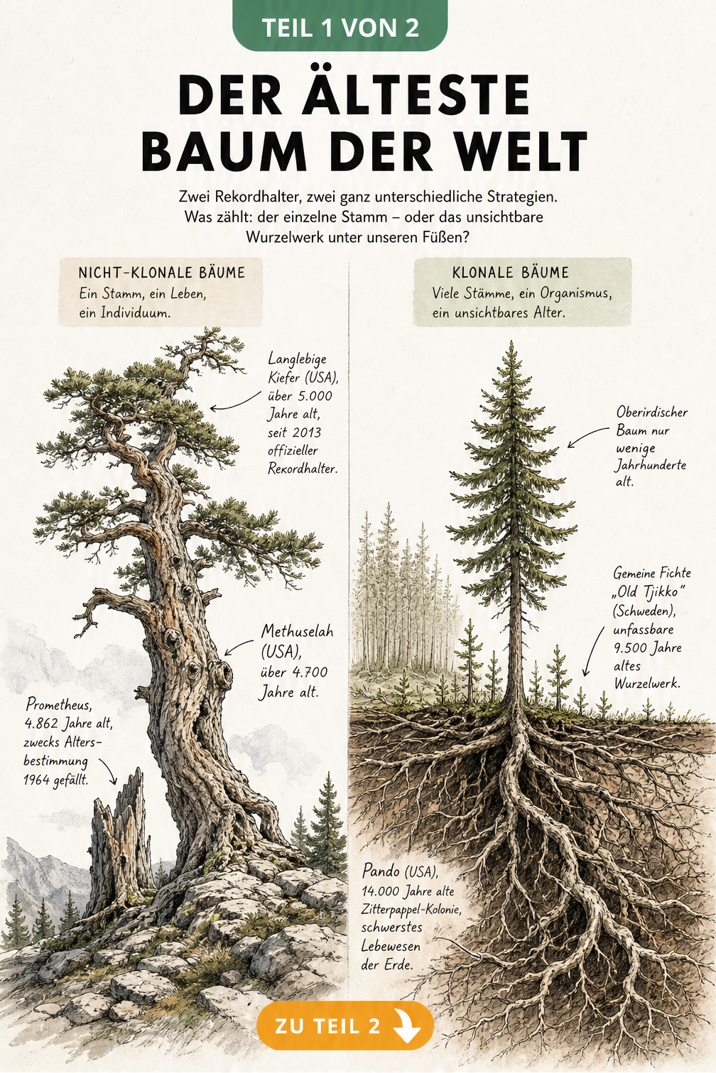 Illustration eines knorrigen Nadelbaums und einer Fichte mit gigantischem Wurzelsystem zur Erklärung von klonalen und nicht-klonalen Bäumen