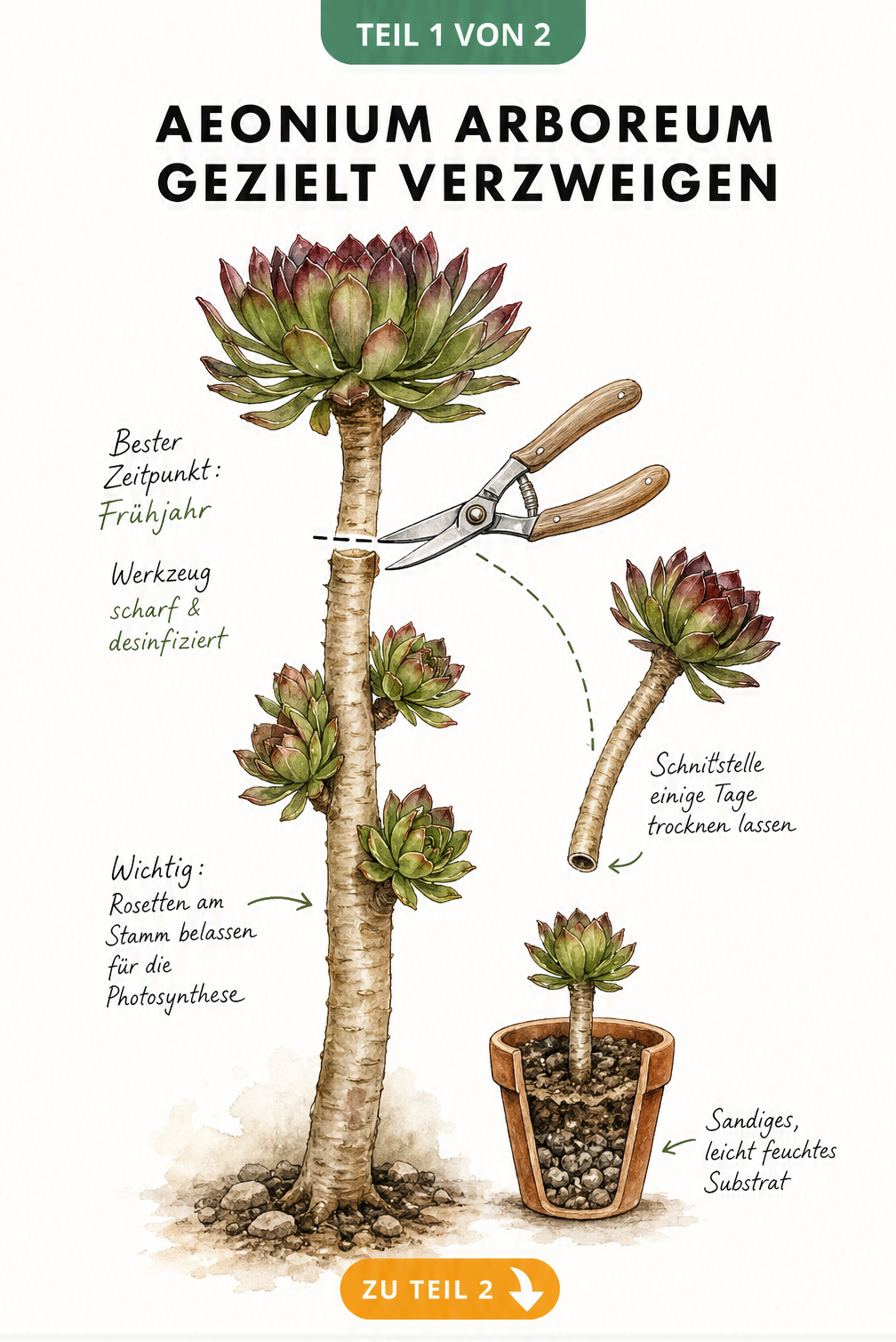 Handgezeichnete botanische Skizze eines Aeonium arboreum, die den gezielten Rückschnitt im Frühjahr mit einer Gartenschere zeigt.