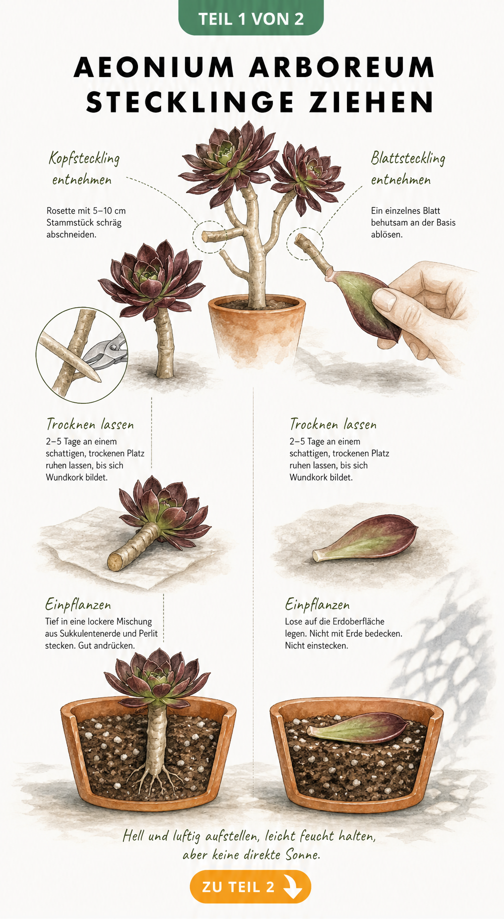 Botanische Illustration zur Vermehrung von Aeonium arboreum durch Kopf- und Blattstecklinge