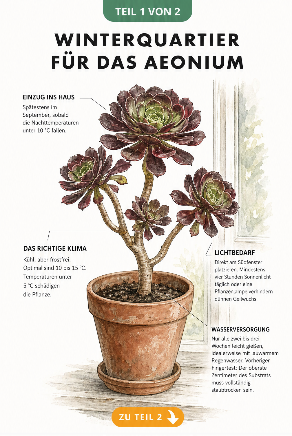 Botanische Illustration eines Aeoniums im Terrakottatopf mit Hinweisen zu Temperatur, Licht und Wasserbedarf im Winterquartier