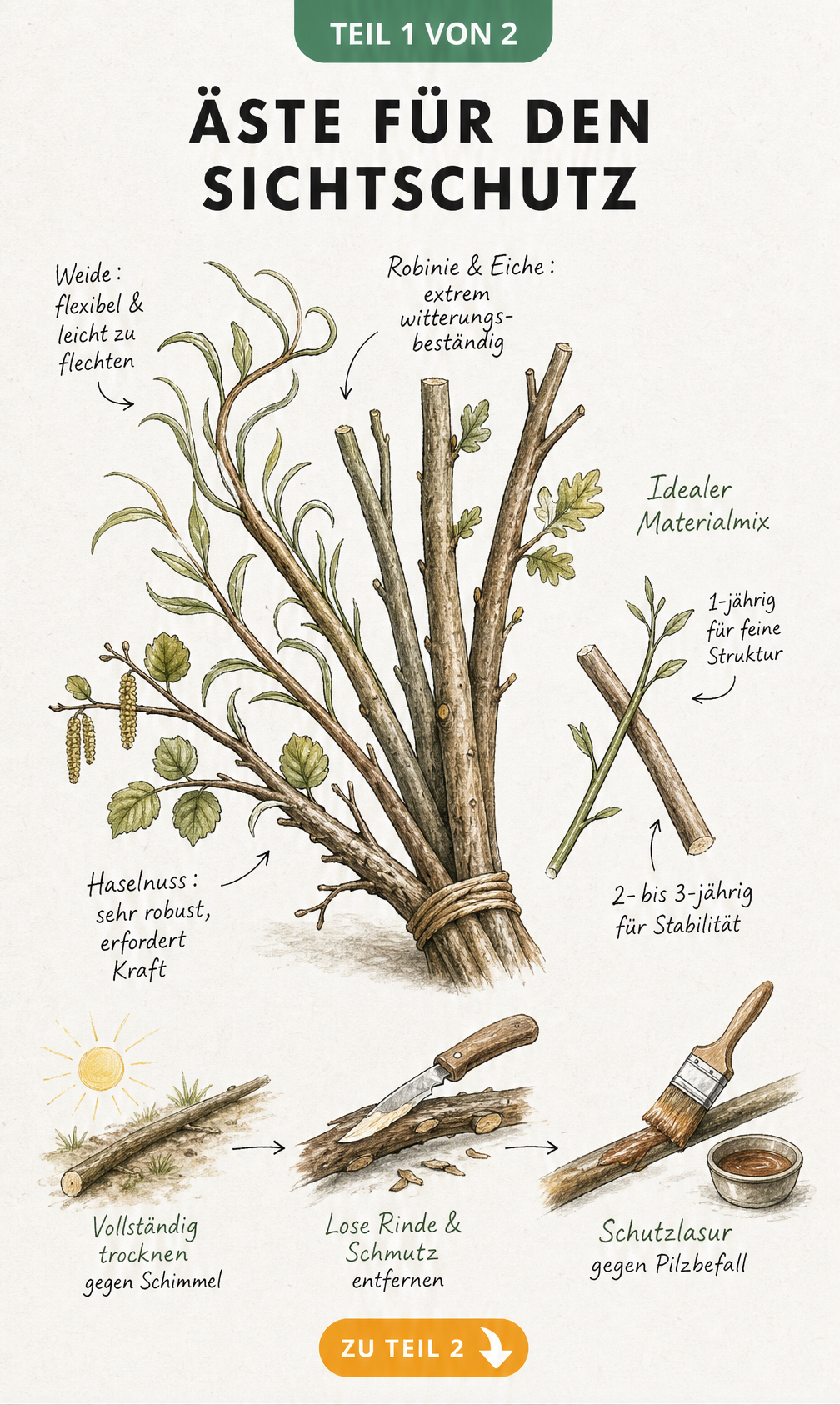 Botanische Skizze verschiedener Äste für den Sichtschutz: Weide, Robinie, Eiche und Haselnuss mit Hinweisen zu Eigenschaften und Vorbereitung