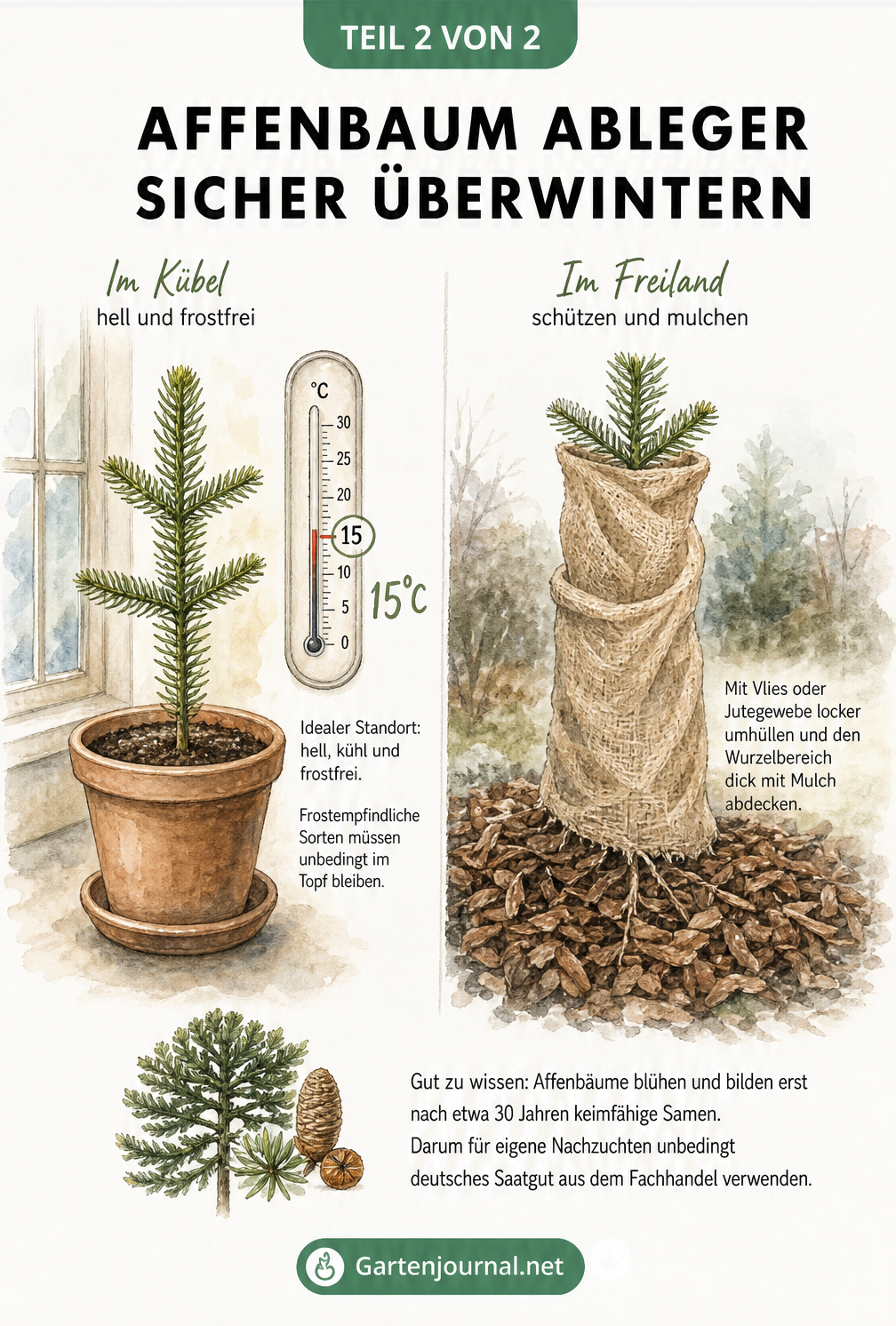 Zwei Illustrationen zur Überwinterung von Affenbaum-Ablegern im Kübel und im Freiland mit Mulchschicht