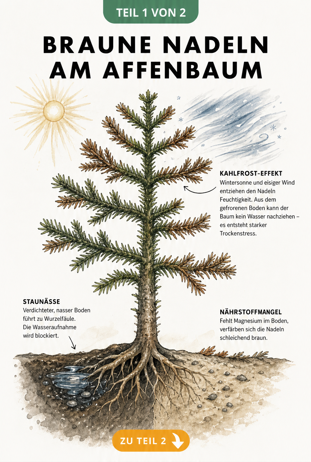 Botanische Illustration eines Affenbaums mit braunen Nadeln, die Ursachen wie Staunässe, Nährstoffmangel und Kahlfrost im Winter zeigt.