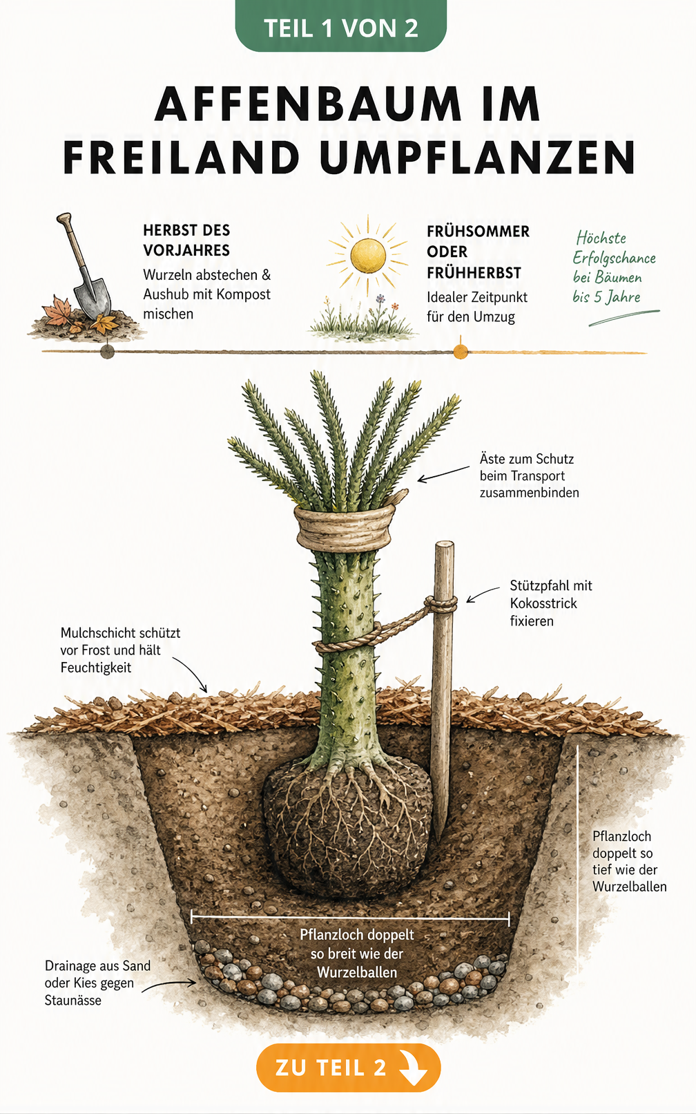 Illustration eines Affenbaums beim Umpflanzen im Freiland mit Zeitstrahl und Querschnitt des Pflanzlochs