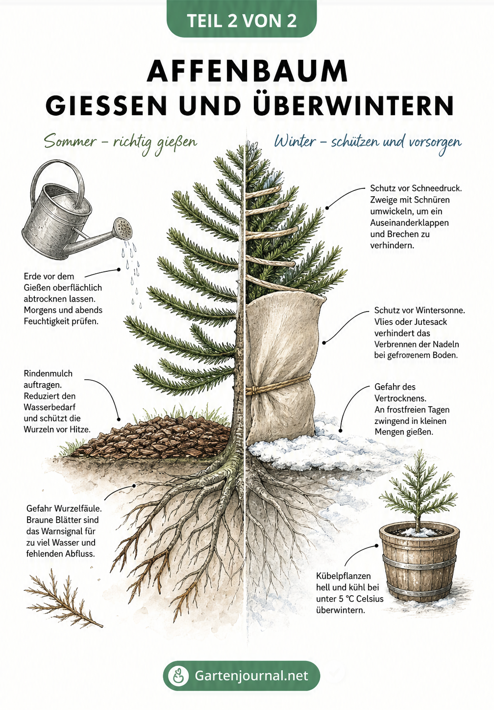 Geteilte Illustration eines Affenbaums, die links das Gießen im Sommer und rechts den Winterschutz mit Vlies und zusammengebundenen Zweigen zeigt.