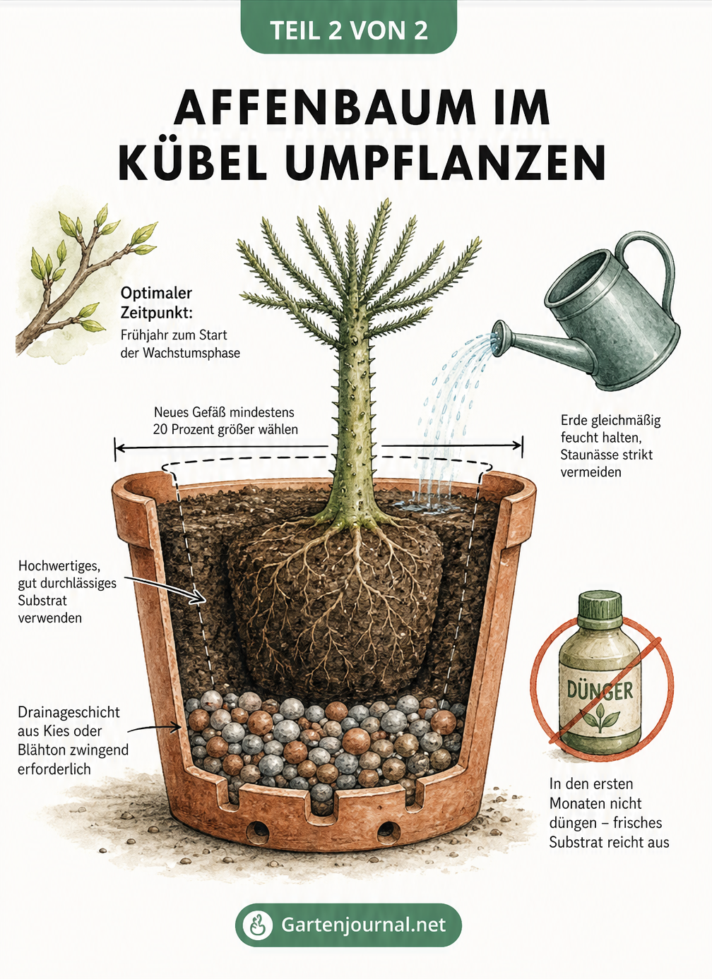 Querschnitt eines Pflanzkübels mit einem Affenbaum, der die Drainageschicht und das Substrat zeigt
