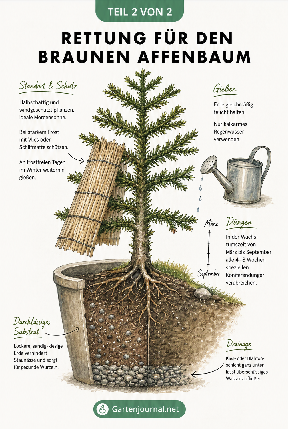 Illustration eines Affenbaums im Erdschnitt mit Drainageschicht, Gießkanne und Winterschutz aus Schilfrohr.