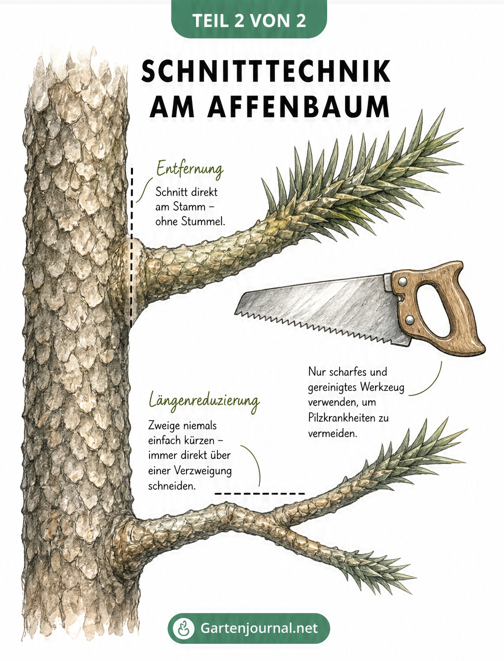 Skizze zur richtigen Schnitttechnik am Affenbaum: Schnitt direkt am Stamm oder über einer Verzweigung.