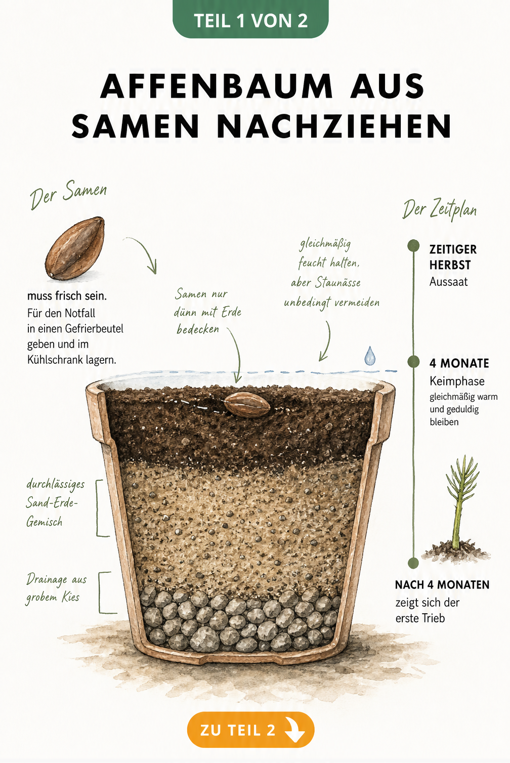 Schnittgrafik eines Anzuchttopfes mit Araukarien-Samen, Drainage und Zeitstrahl zur Keimung