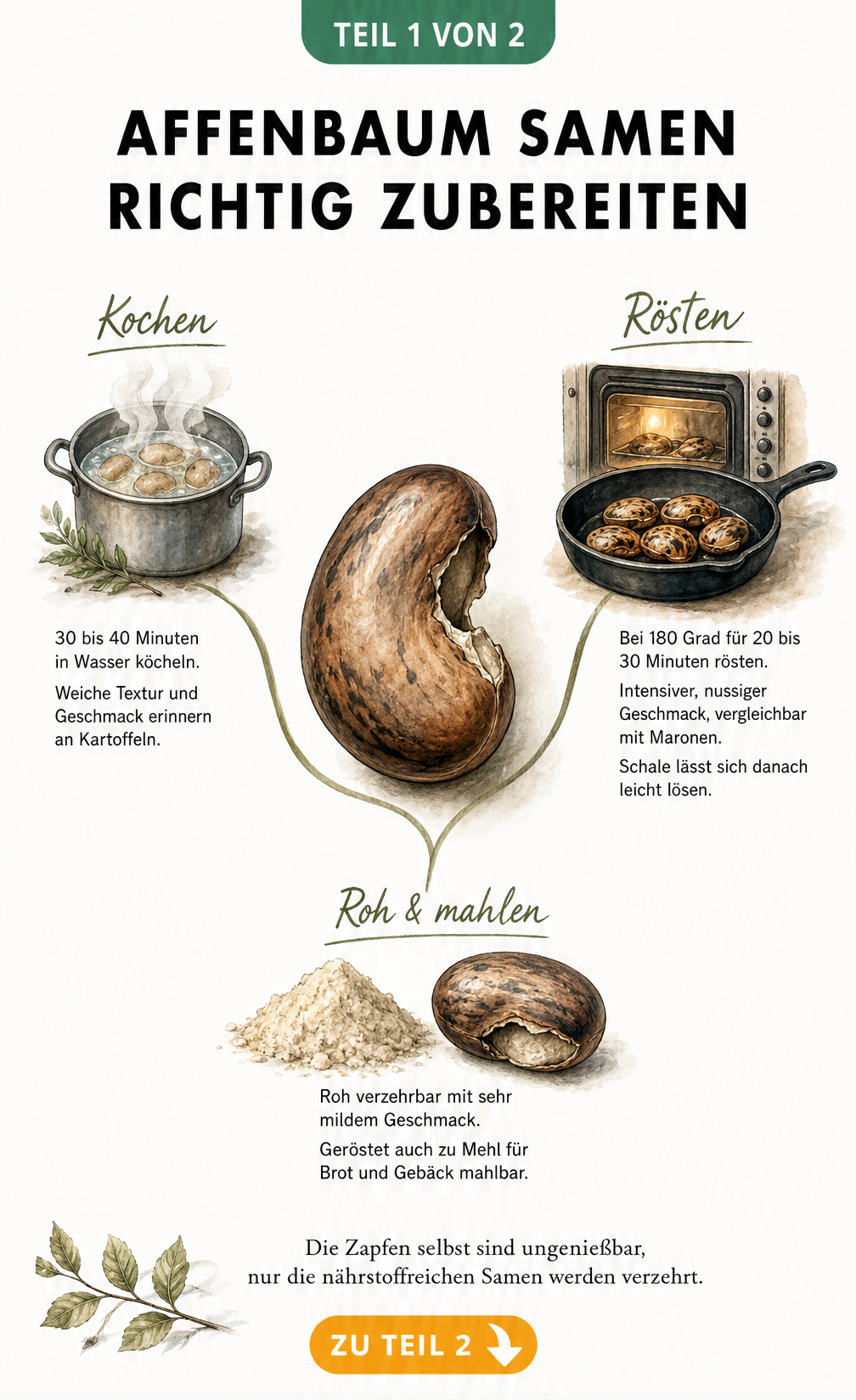 Illustration eines Affenbaumsamens mit drei Zubereitungsarten: Kochen, Rösten und Frischverzehr