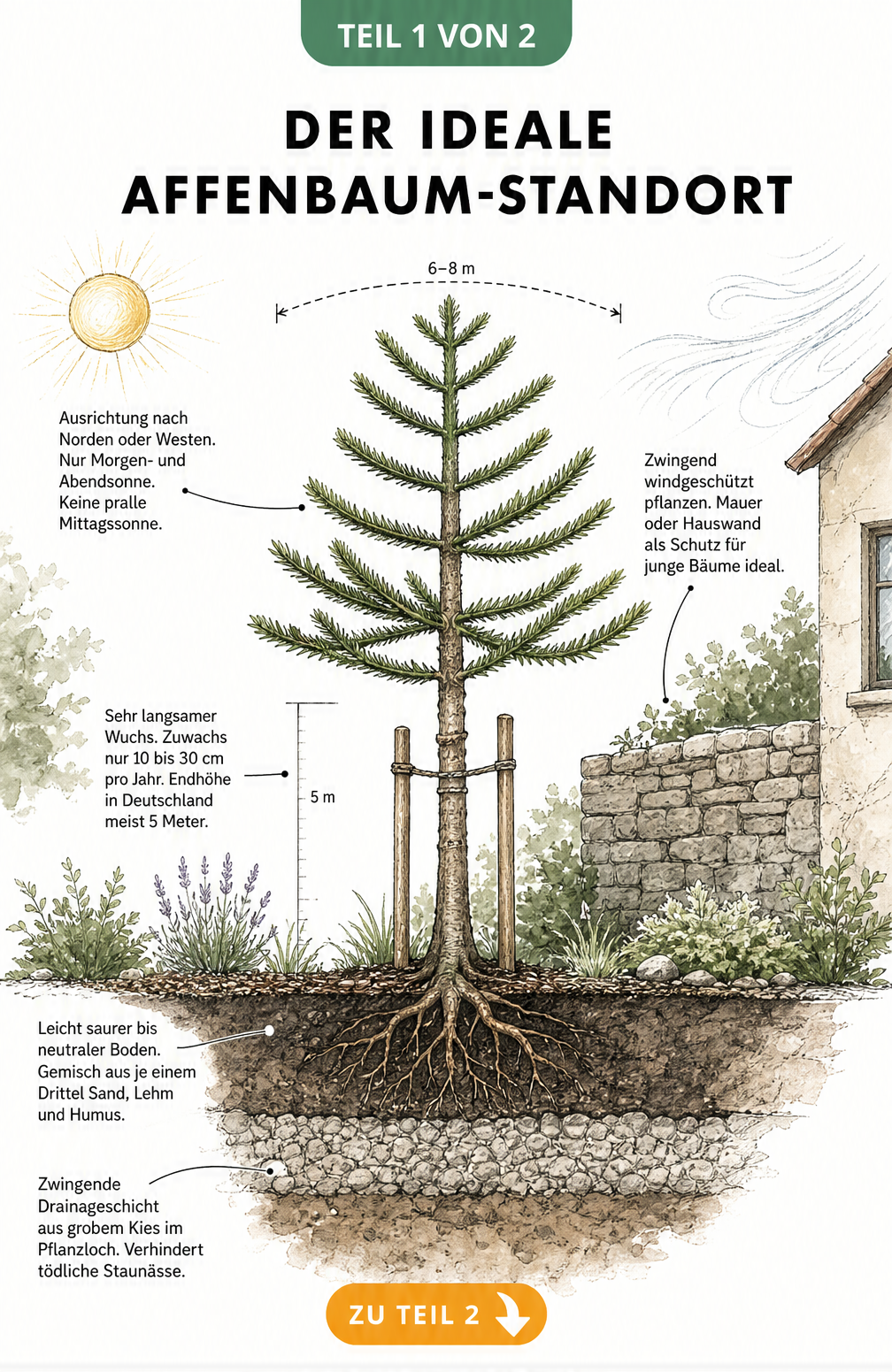Botanische Schnittzeichnung eines jungen Affenbaums im Garten, die den idealen Standort, Bodenaufbau mit Drainageschicht und Platzbedarf zeigt.