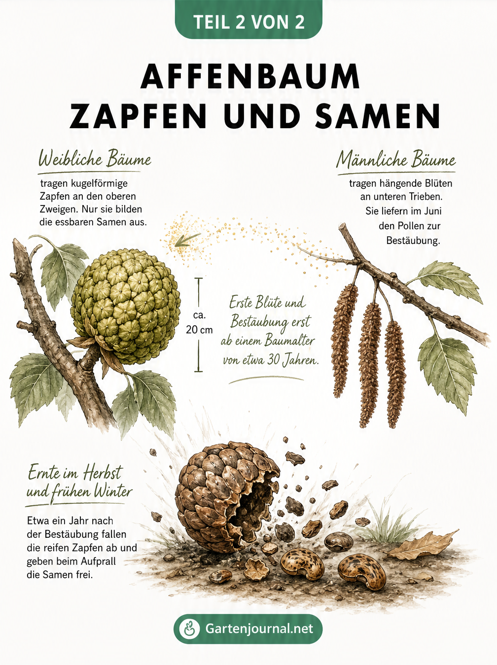 Botanische Zeichnung von männlichen und weiblichen Affenbaum-Zapfen sowie der Samenfreigabe
