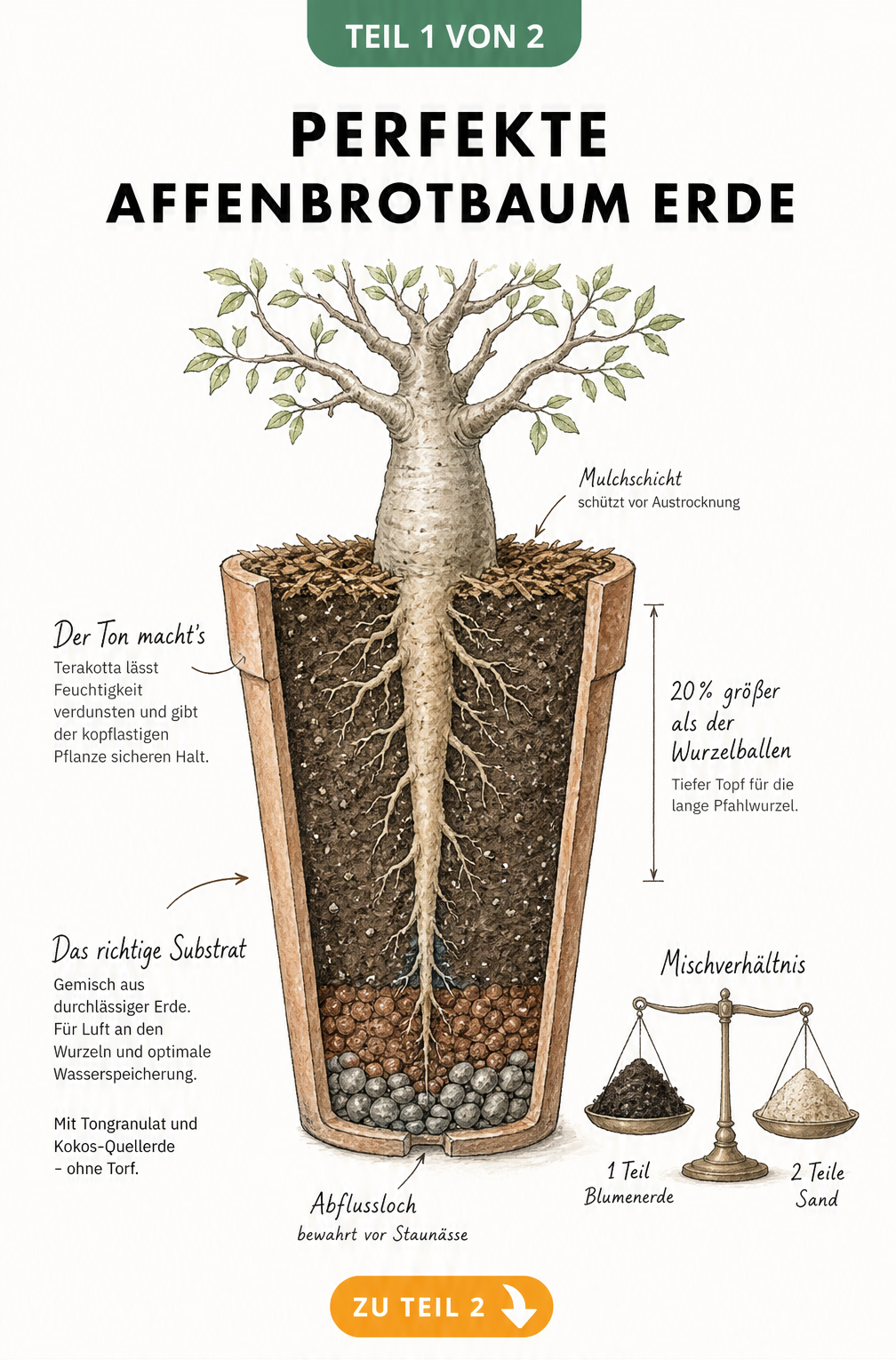 Botanische Schnittdarstellung eines bepflanzten Tontopfes mit einem Affenbrotbaum, die Erdschichten, Drainageschicht und das Wurzelsystem zeigt.