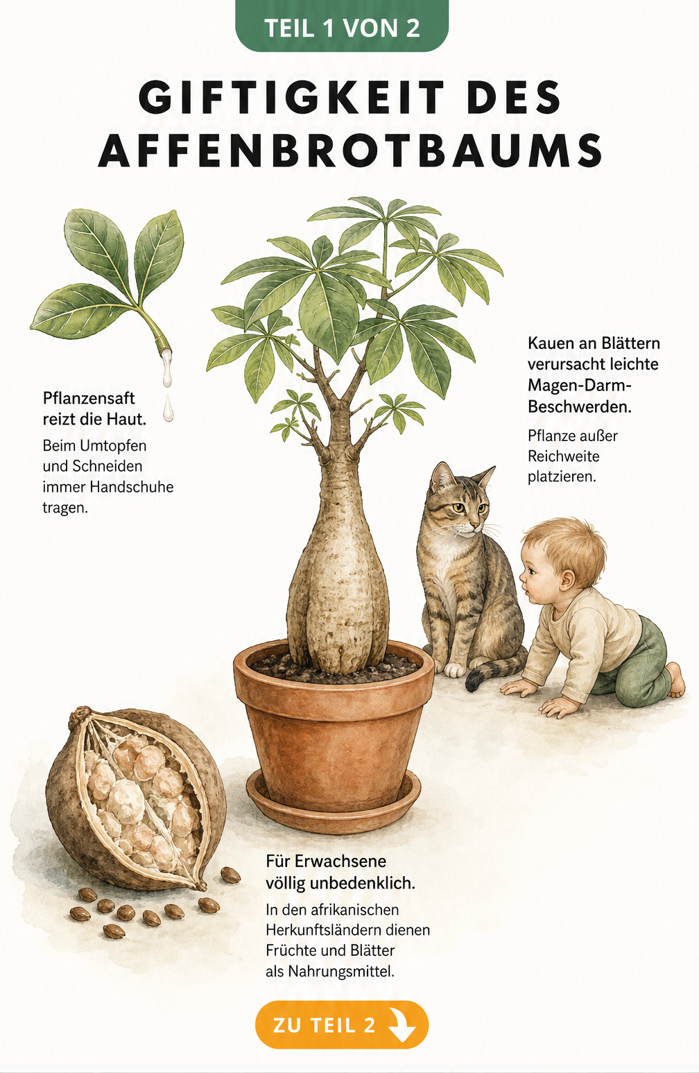 Botanische Illustration eines Affenbrotbaums im Tontopf mit Hinweisen zur Giftigkeit für Haut, Kleinkinder, Katzen und Erwachsene.