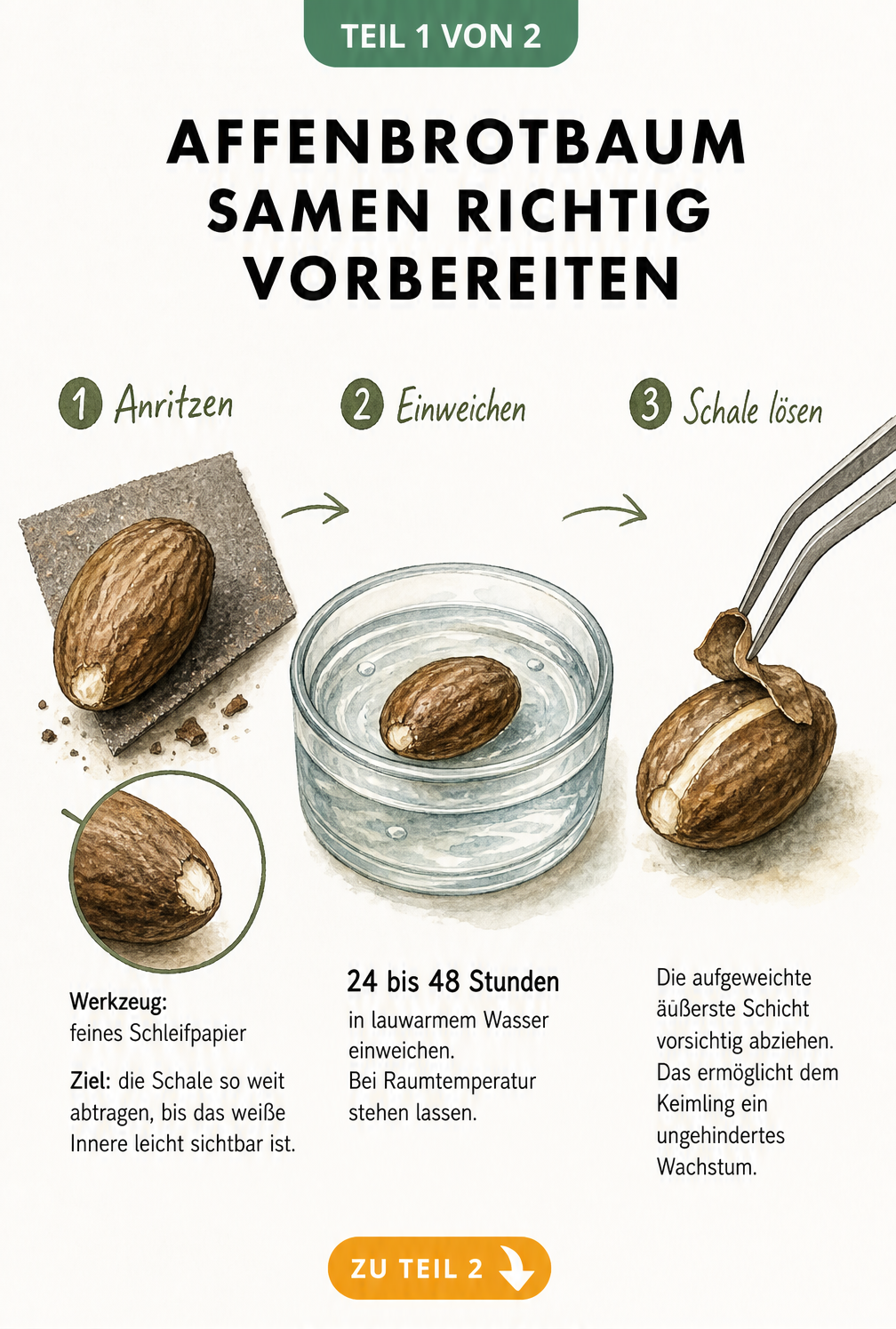 Botanische Illustration: Affenbrotbaum-Samen anritzen, in Wasser einweichen und die äußere Schale mit einer Pinzette entfernen.