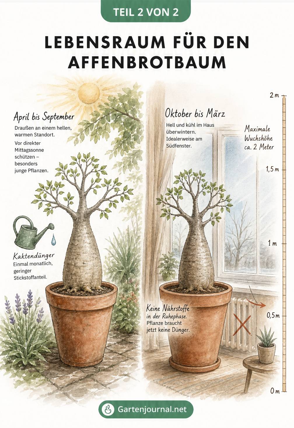 Zweiteilige Illustration des Affenbrotbaums im Sommer im Freien und im Winter im Innenraum, die den jahreszeitlichen Rhythmus und die Pflegebedürfnisse zeigt.
