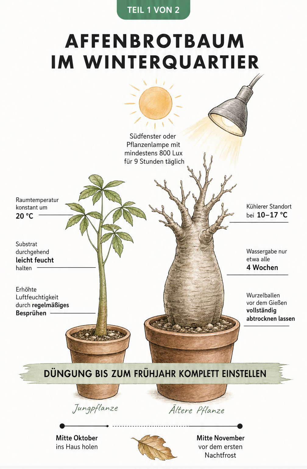 Botanische Illustration zweier Affenbrotbäume im Vergleich, die die Pflegebedürfnisse von Jungbaum und älterem Baum im Winterquartier zeigt.