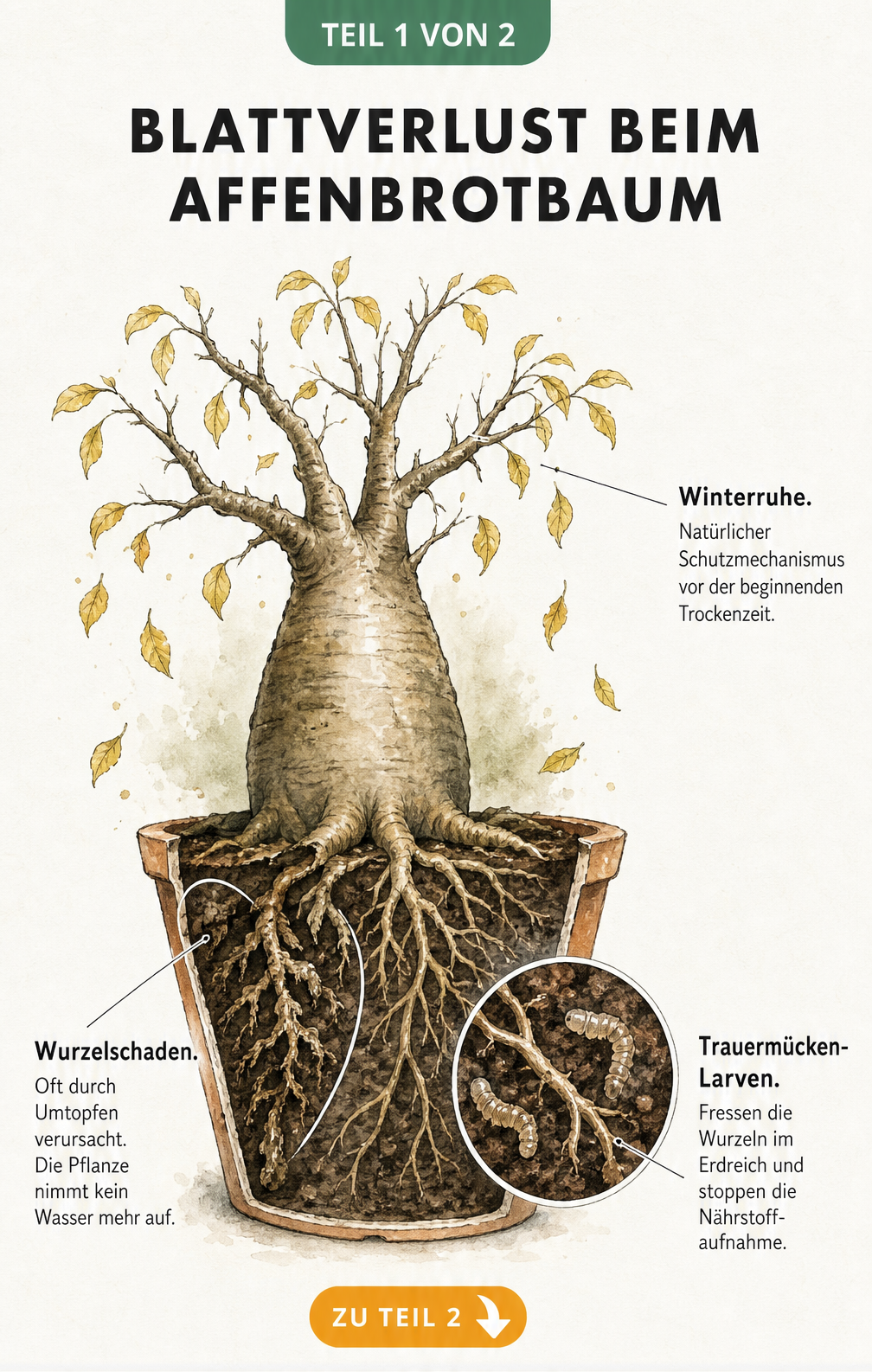 Illustration eines Affenbrotbaums im Querschnitt, die Ursachen für Blattverlust wie Winterruhe, Wurzelschäden und Trauermücken-Larven zeigt
