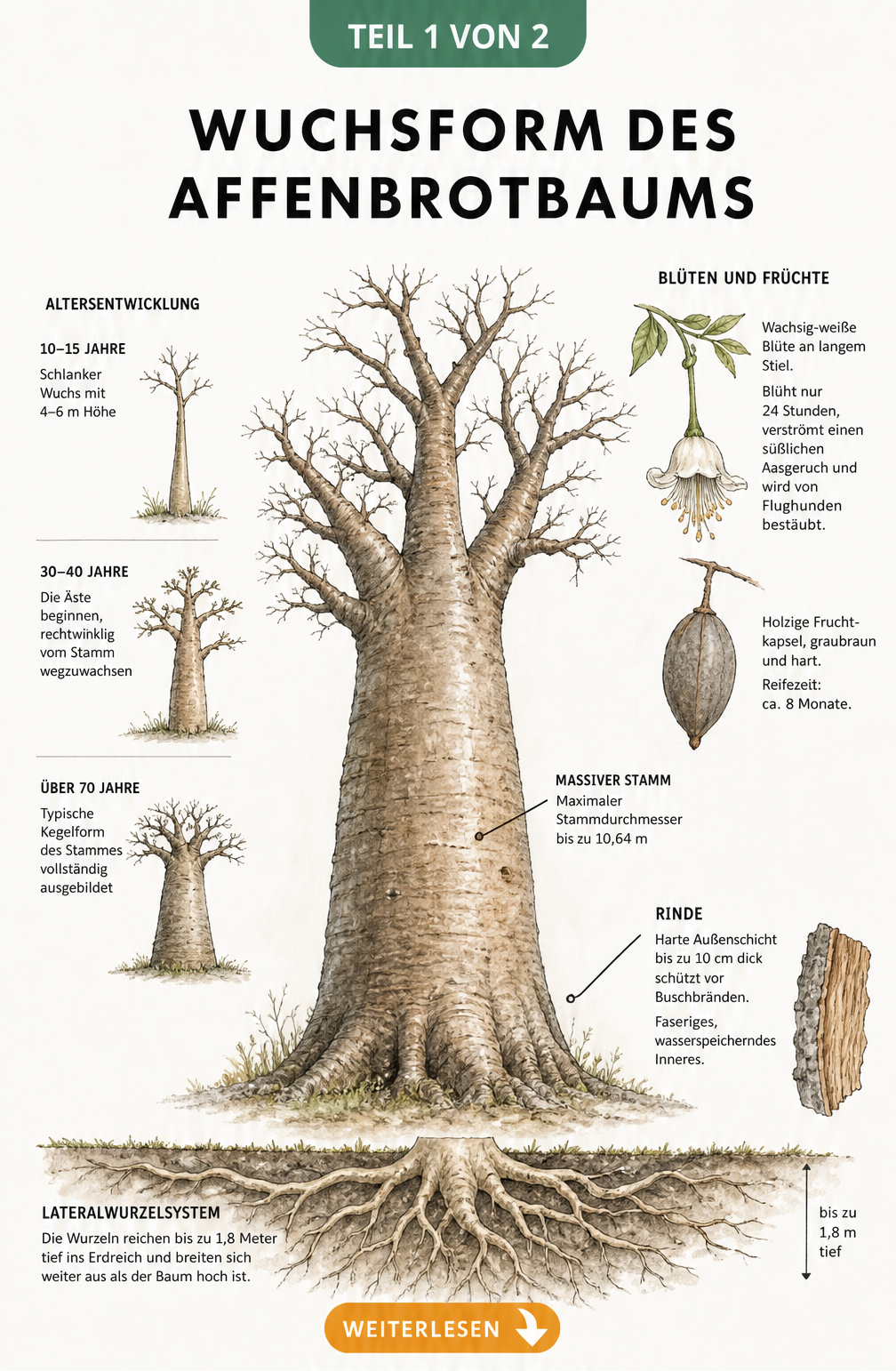 Botanische Illustration des Affenbrotbaums mit Details zu Wurzeln, Rinde, Blüten und Altersentwicklung