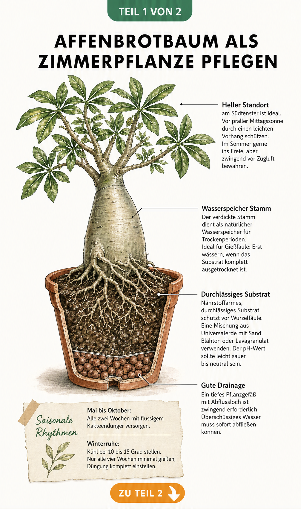 Botanische Illustration eines Affenbrotbaums im Topf mit Hinweisen zu Standort, Gießen, Substrat und Düngung.