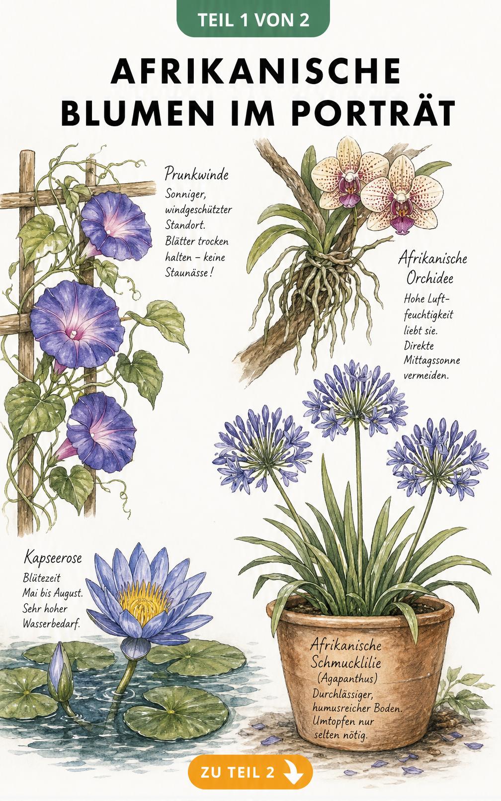 Botanische Illustration von Prunkwinde, Kapseerose, Agapanthus und afrikanischer Orchidee mit Pflegehinweisen