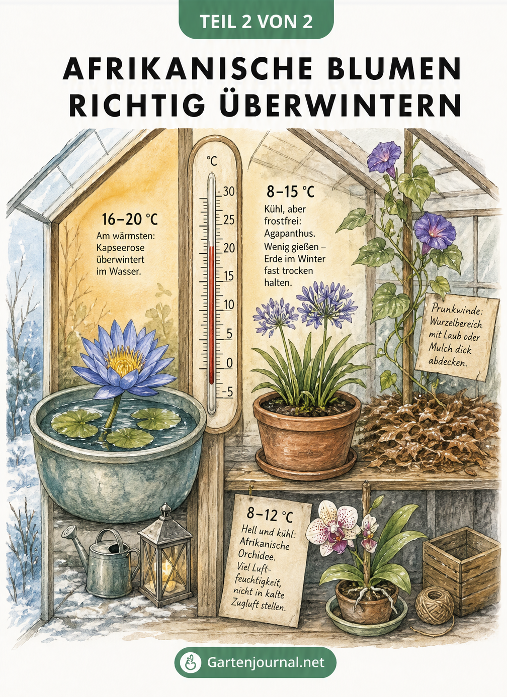 Illustration eines Gewächshauses mit Temperaturzonen zur Überwinterung afrikanischer Blumen