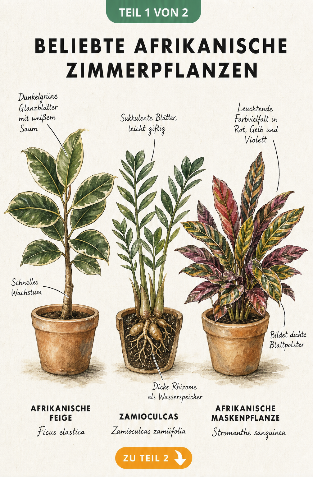 Botanische Illustration von drei afrikanischen Zimmerpflanzen: Afrikanische Feige, Zamioculcas und Afrikanische Maskenpflanze mit Beschriftungen zu ihren...