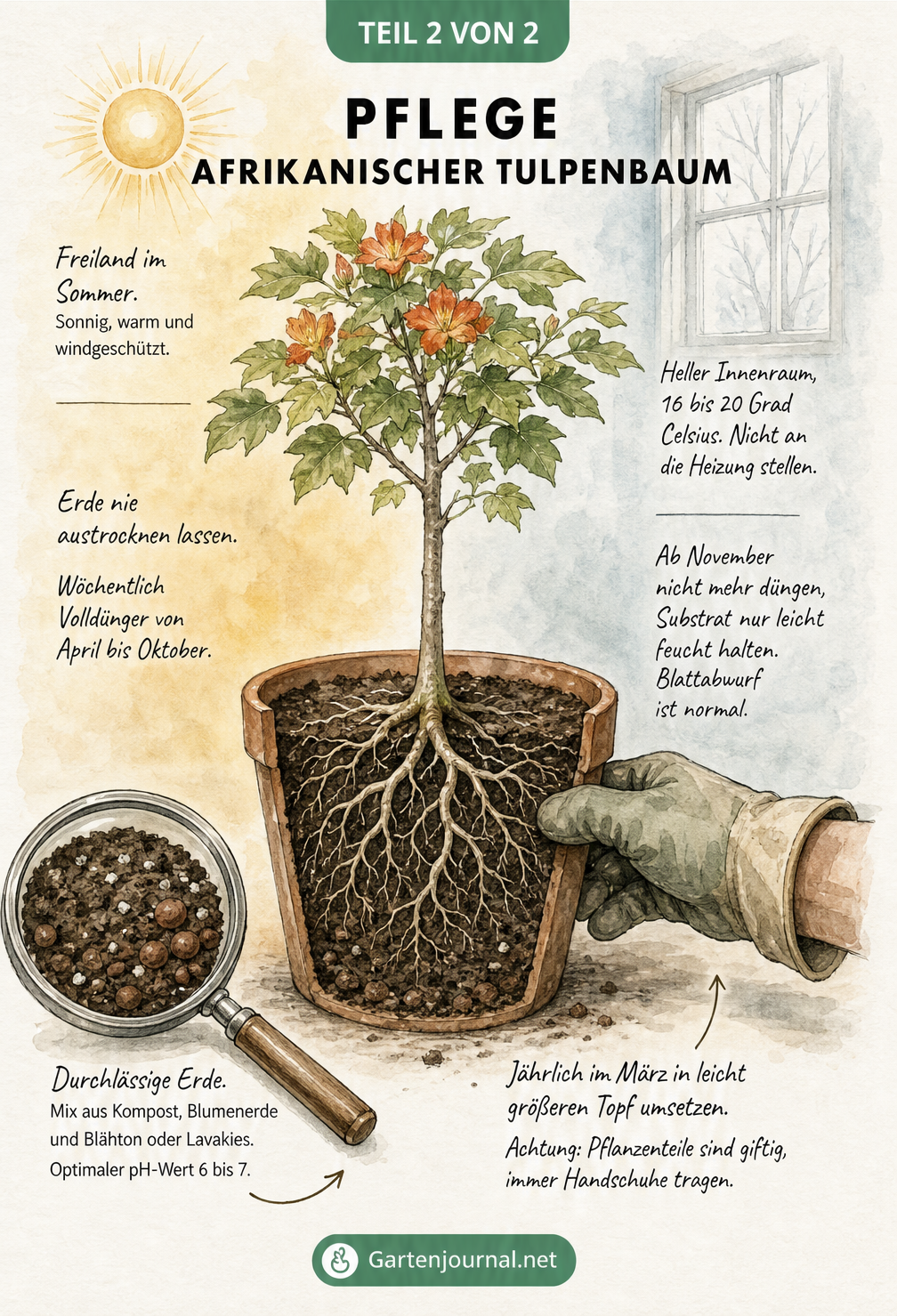 Illustration eines jungen Afrikanischen Tulpenbaums im Kübel mit Pflegehinweisen für Sommer und Winter