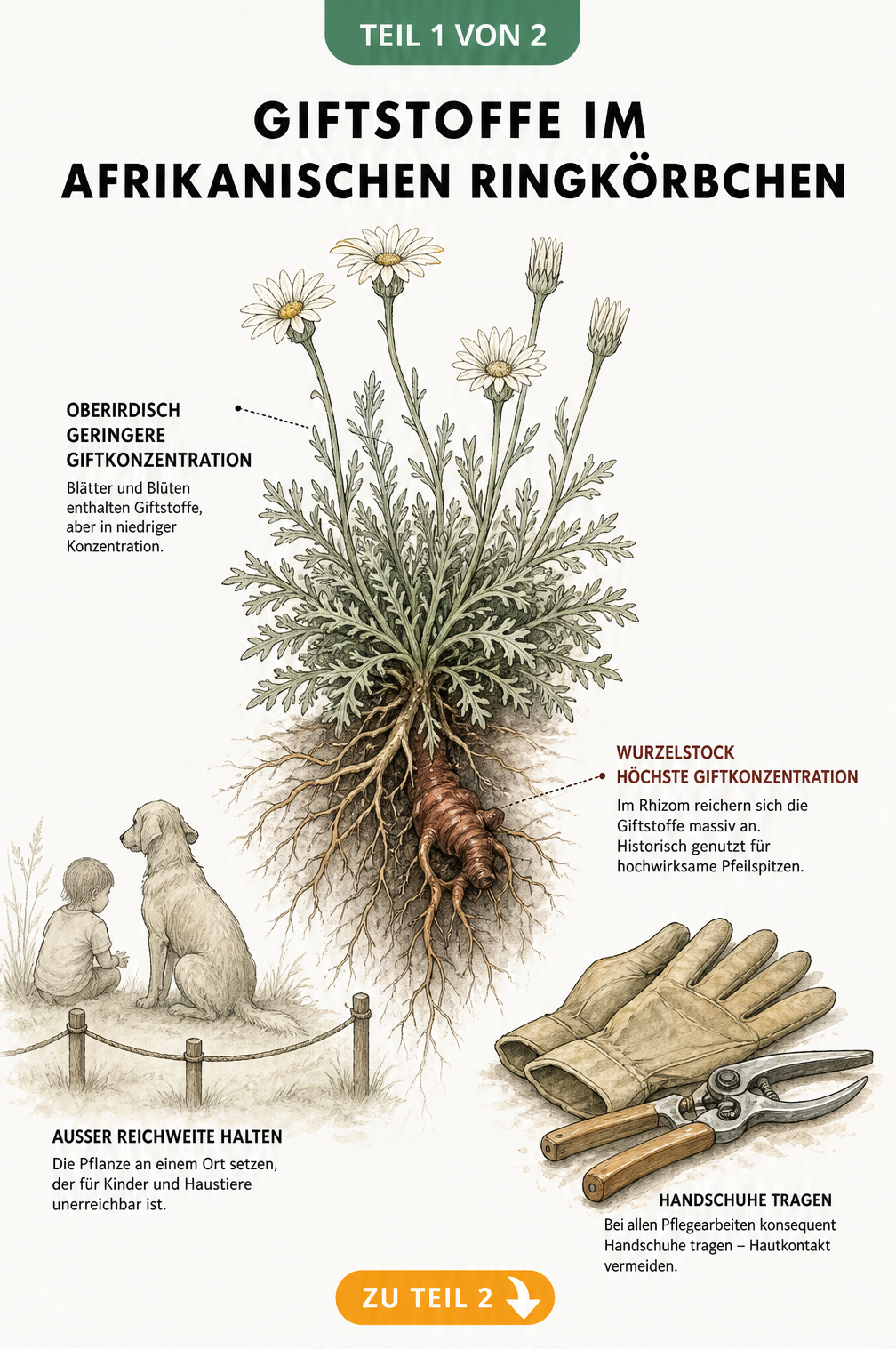 Botanische Illustration des Afrikanischen Ringkörbchens mit Fokus auf das giftige Rhizom und Warnhinweisen für Kinder und Hunde