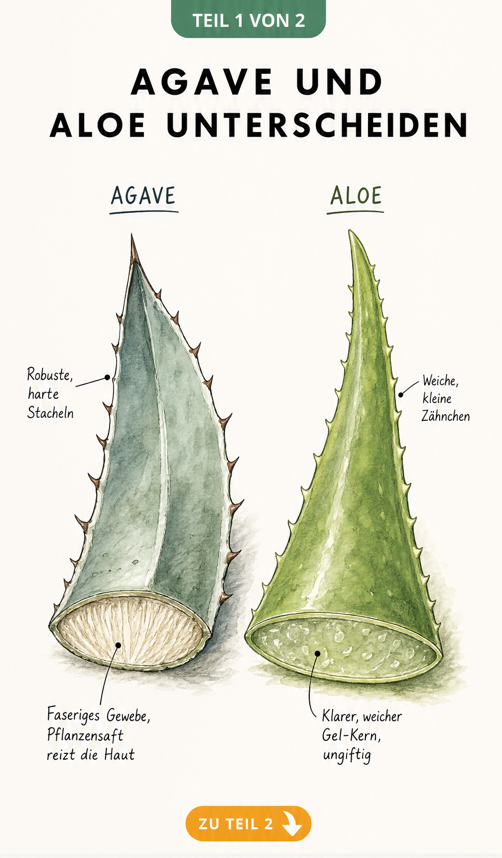 Botanische Illustration im direkten Vergleich: Ein faseriges Agavenblatt mit harten Stacheln und ein Aloe-Vera-Blatt mit weichem Gel-Kern und kleinen Zähnchen.
