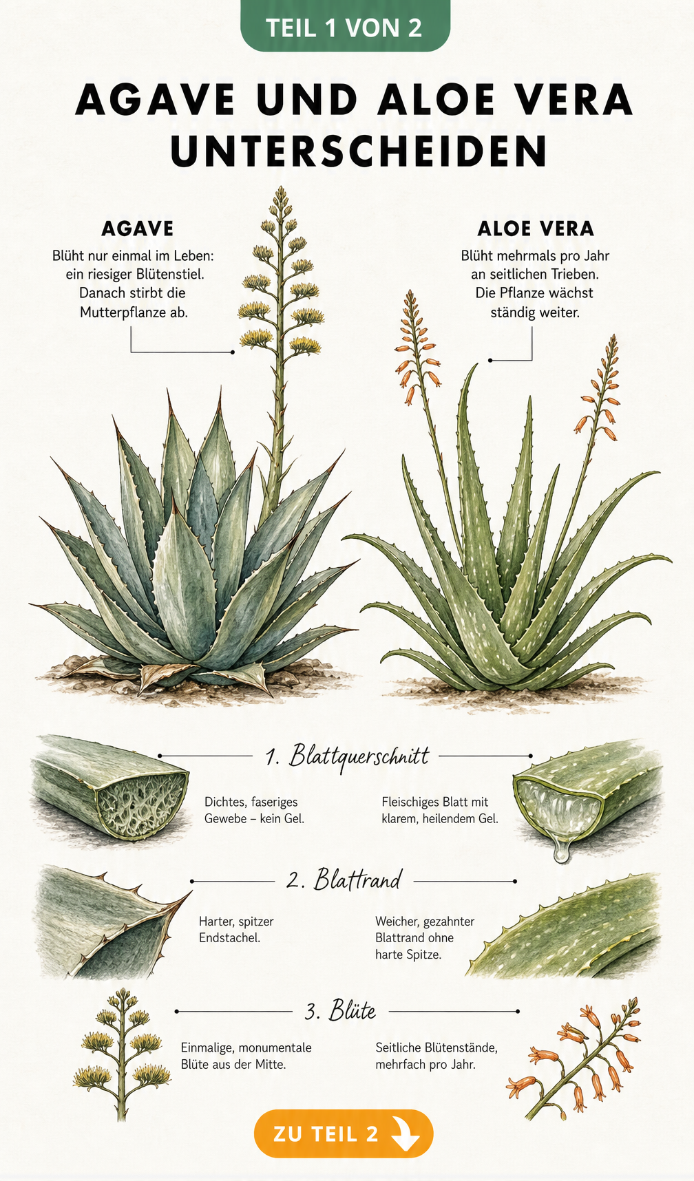 Botanische Illustration der Unterschiede zwischen Agave und Aloe Vera mit Details zu Blattquerschnitt, Blattrand und Blüten