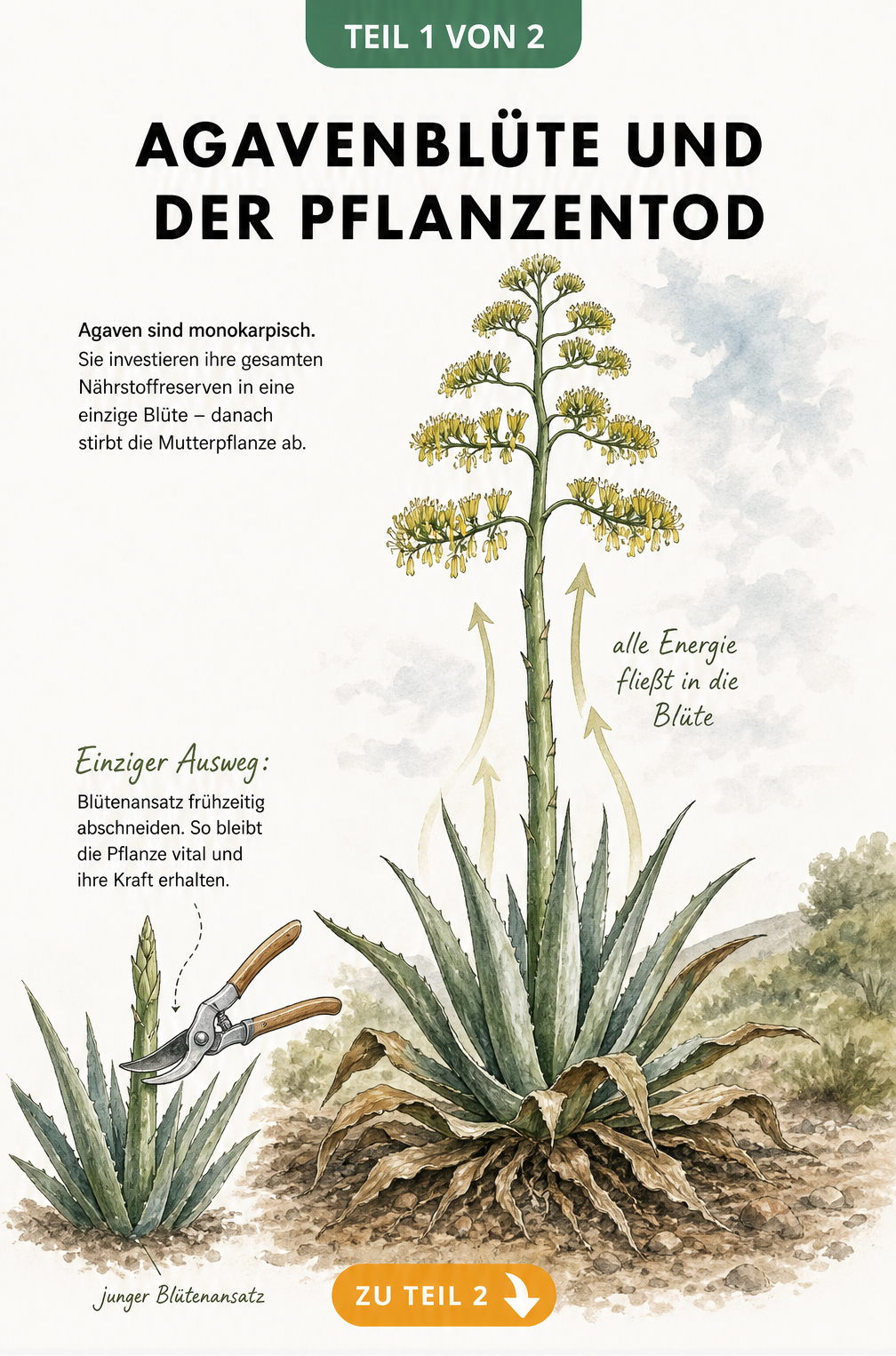 Botanische Illustration einer blühenden Agave, die den Energiefluss aus den welkenden Blättern in den hohen Blütenstängel zeigt.