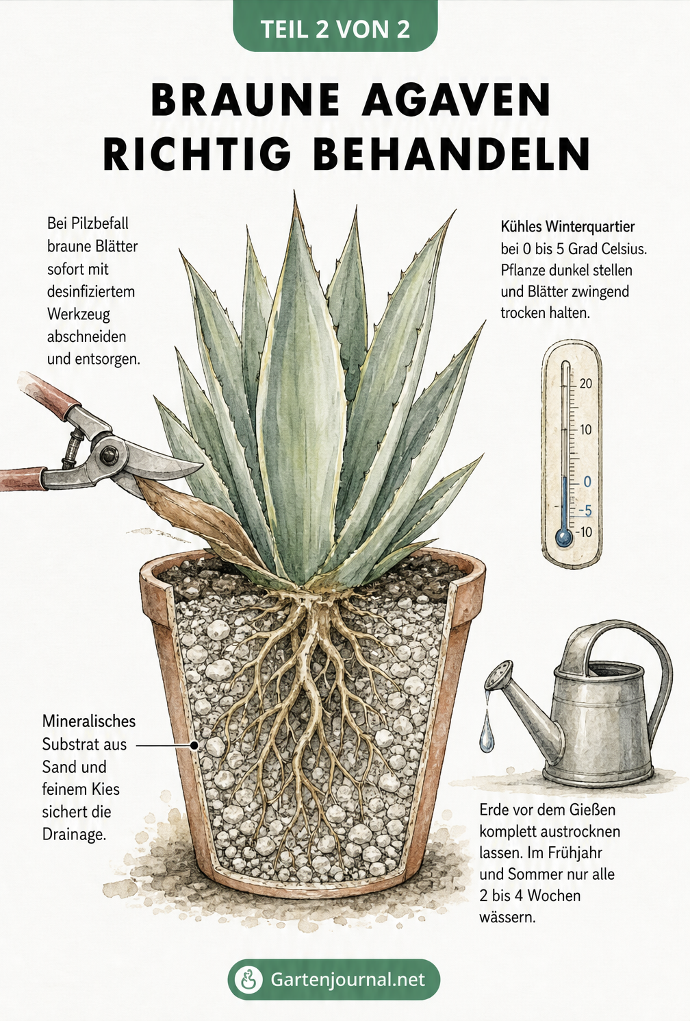 Illustration einer gesunden Agave im Terrakotta-Topf mit Tipps zur richtigen Pflege: mineralisches Substrat, sparsames Gießen, kühle Überwinterung und das...