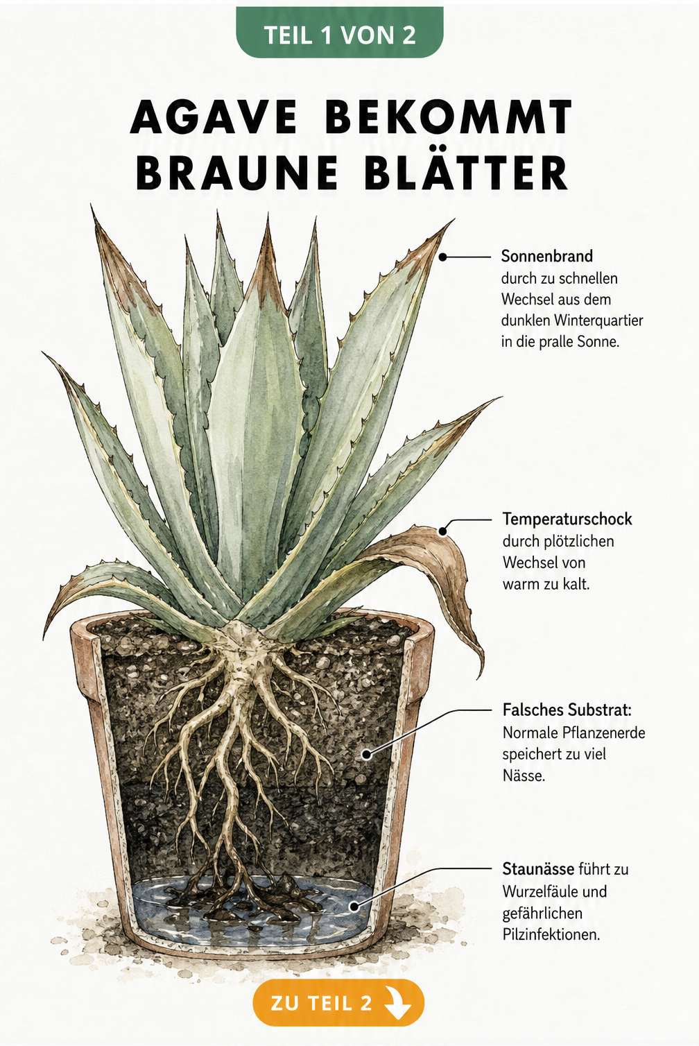 Botanische Illustration einer Agave im Querschnitt, die Ursachen für braune Blätter wie Sonnenbrand, Temperaturschock, falsches Substrat und Staunässe zeigt.