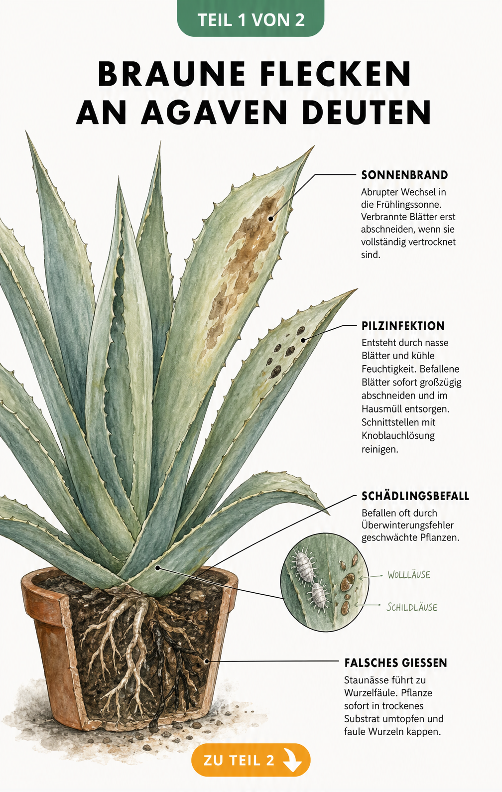 Botanische Illustration einer Agave mit Schadbildern wie Sonnenbrand, Pilzinfektion, Schädlingsbefall und Wurzelfäule