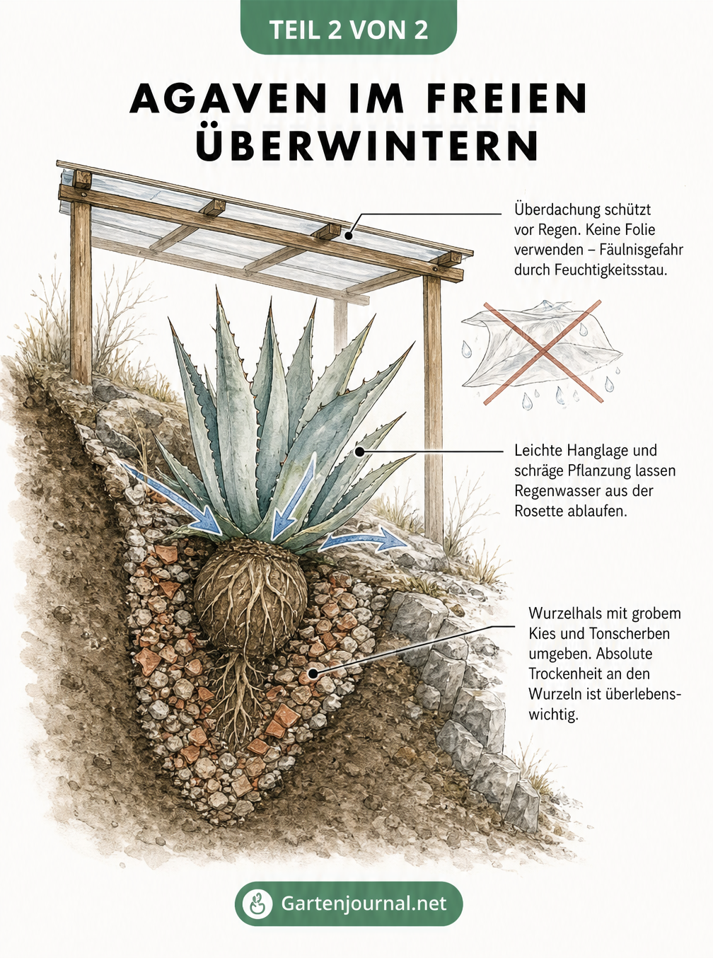 Querschnitt-Zeichnung einer Agave im Beet mit Schutzmaßnahmen gegen Winternässe wie Überdachung und Drainage