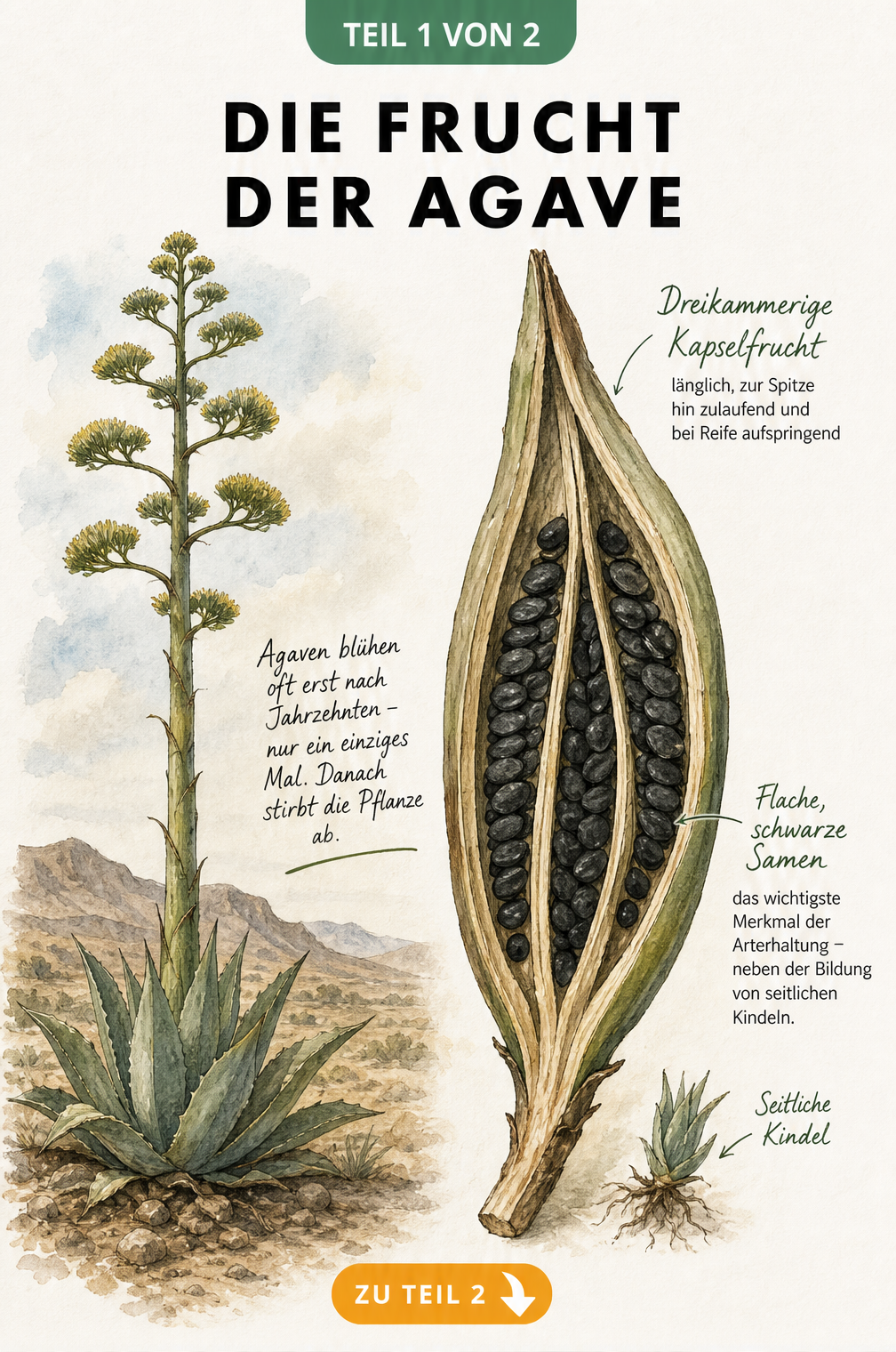 Botanische Illustration einer Agave mit Blattrosette, hohem Blütenstand und detaillierter Schnittzeichnung der dreikammerigen Kapselfrucht mit schwarzen Samen.