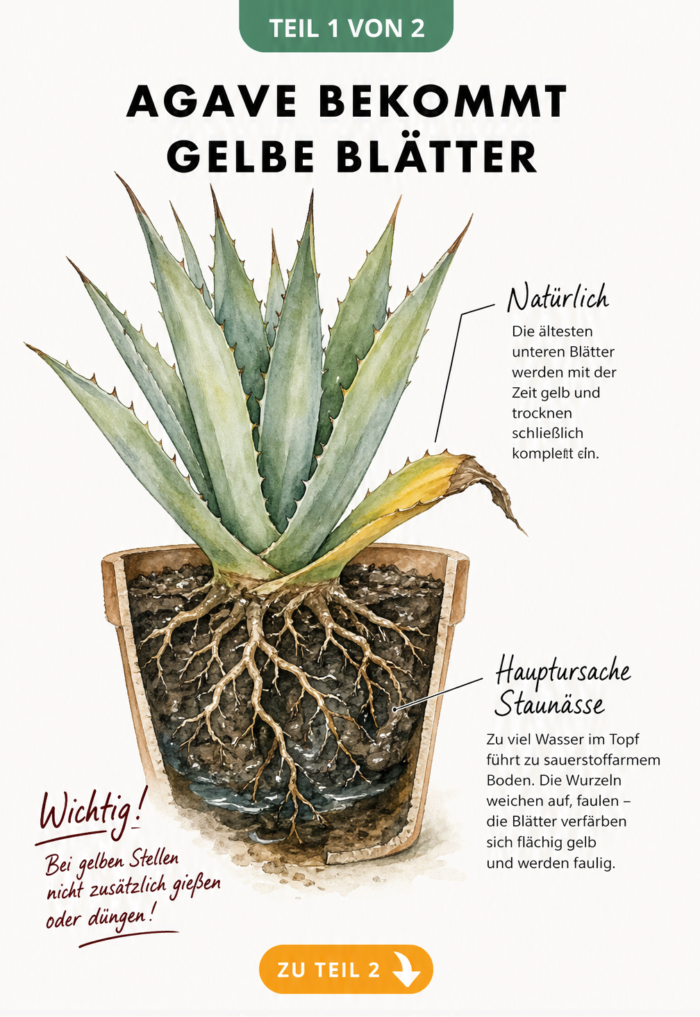 Botanische Illustration einer Agave im Querschnitt, die Ursachen für gelbe Blätter wie Staunässe und natürliche Alterung zeigt