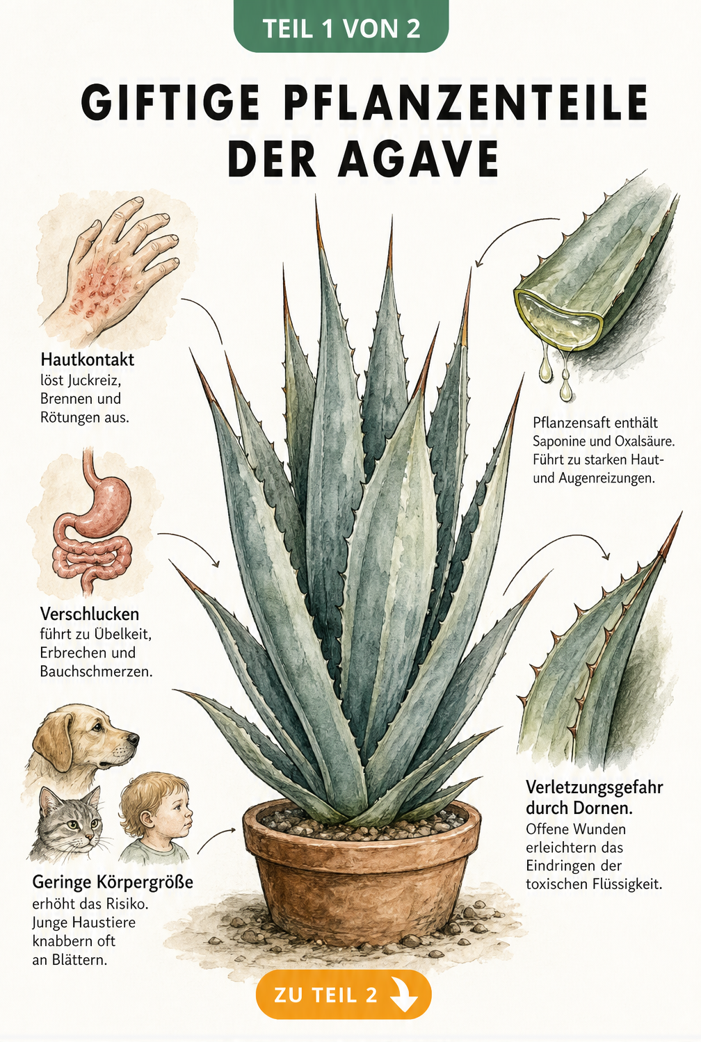 Botanische Illustration einer Agave, die giftige Pflanzenteile wie Blätter und Dornen sowie Symptome bei Kontakt zeigt
