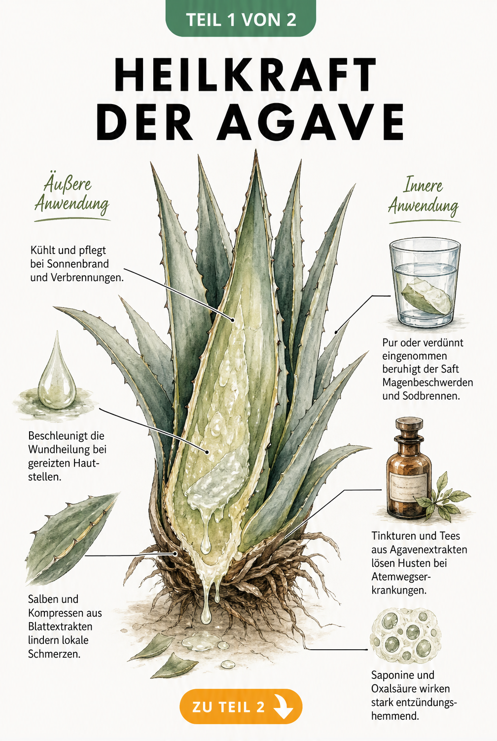 Botanische Illustration einer aufgeschnittenen Agave mit Erklärungen zur äußeren und inneren Anwendung als Heilpflanze
