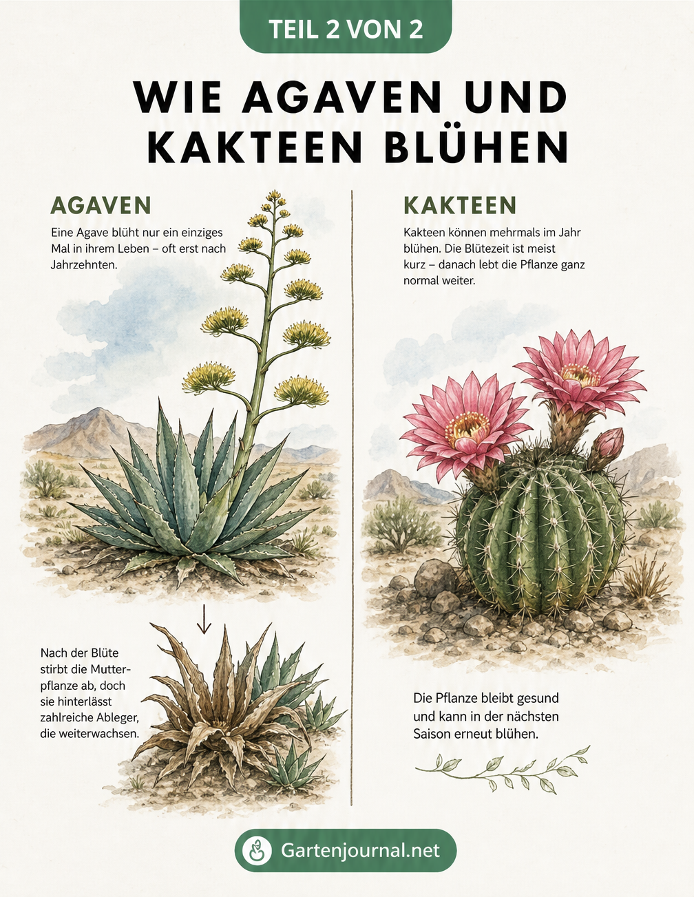 Illustration des Lebenszyklus: Agave mit hohem Blütenstand und Ablegern neben einem blühenden Kaktus