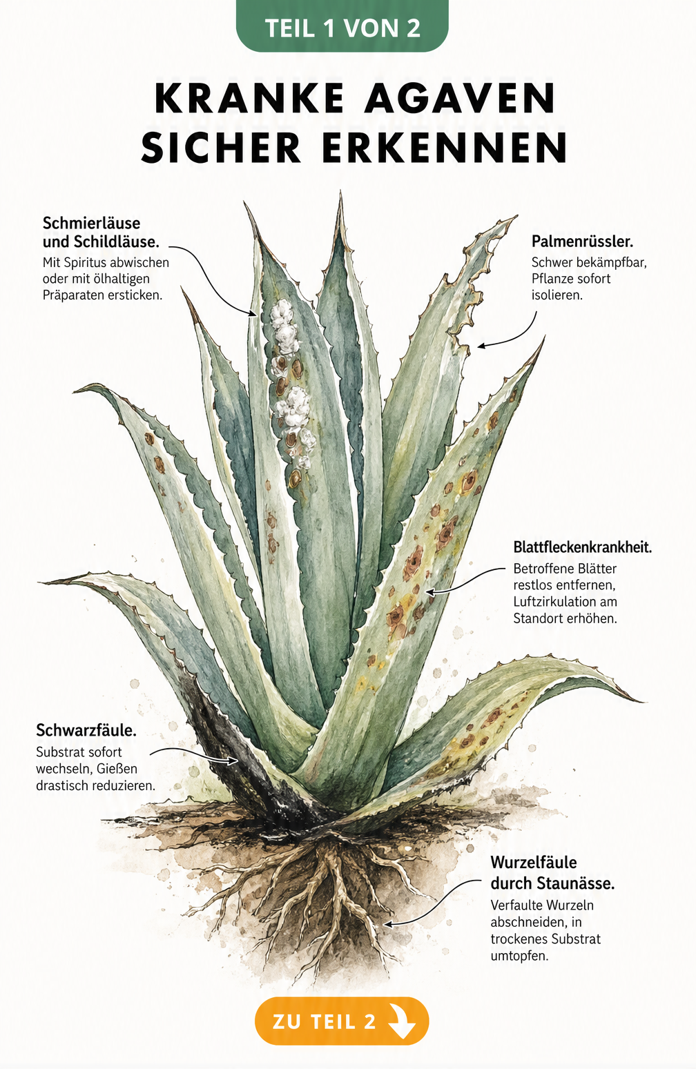 Botanische Illustration einer Agave mit Schadbildern wie Schwarzfäule, Wurzelfäule, Blattfleckenkrankheit und Schädlingsbefall