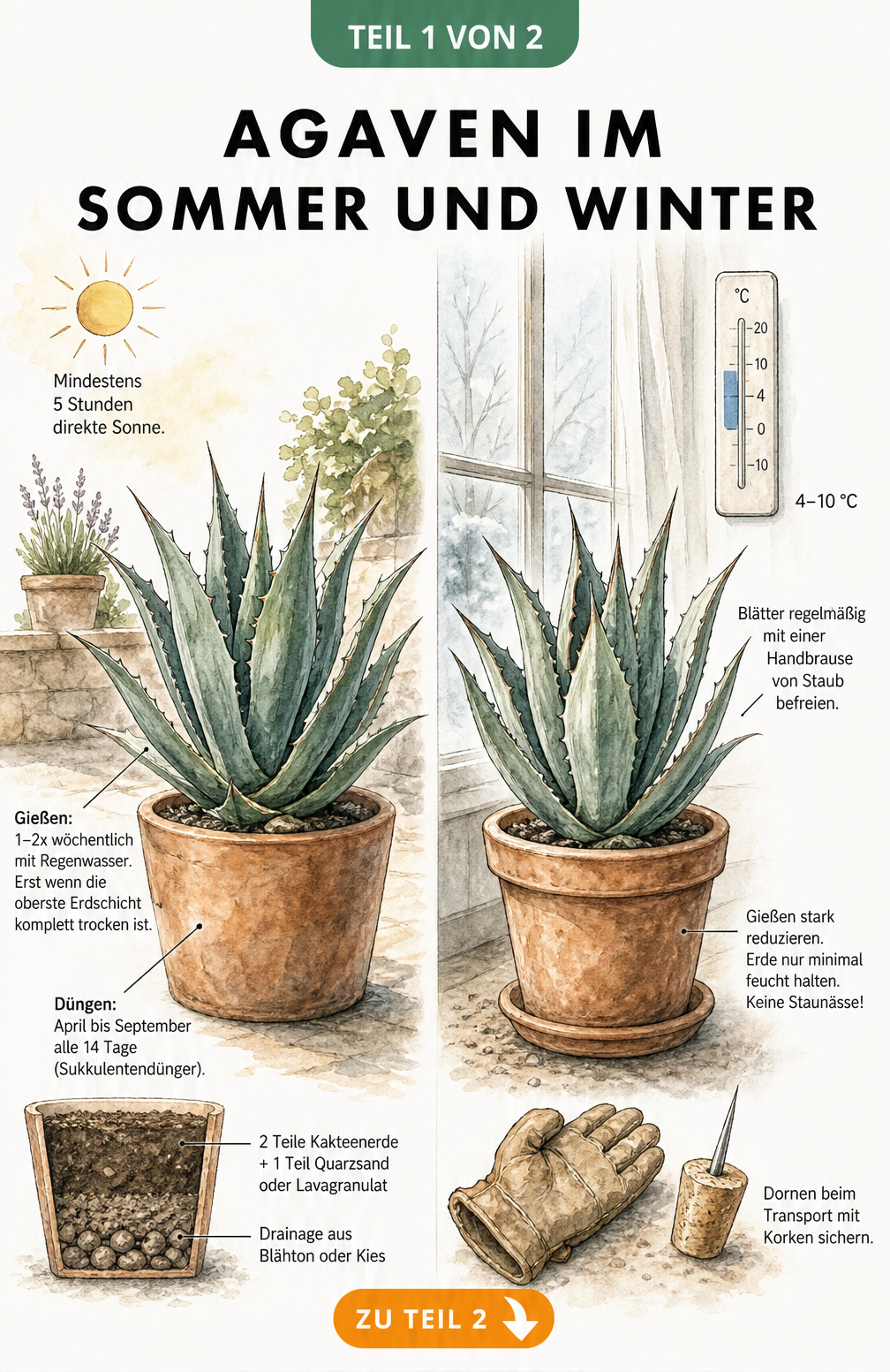 Illustration einer Agave im Sommer auf der Terrasse und im Winter im Haus mit Pflegetipps
