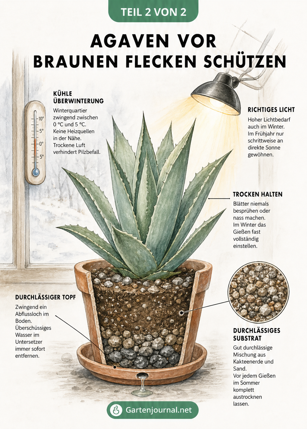 Querschnitt einer Agave im Topf mit Hinweisen zu Standort, Licht, Gießen und Substrat