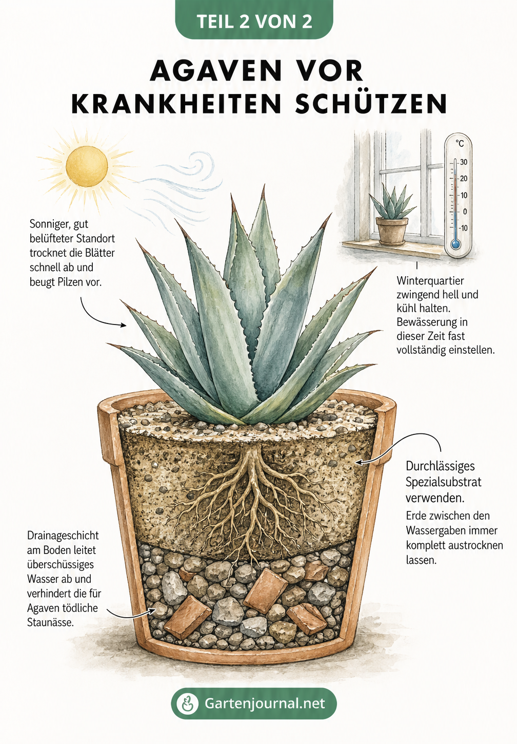 Querschnittszeichnung eines Terrakottatopfs mit einer gesunden Agave, die Standortbedingungen und Substrataufbau zeigt