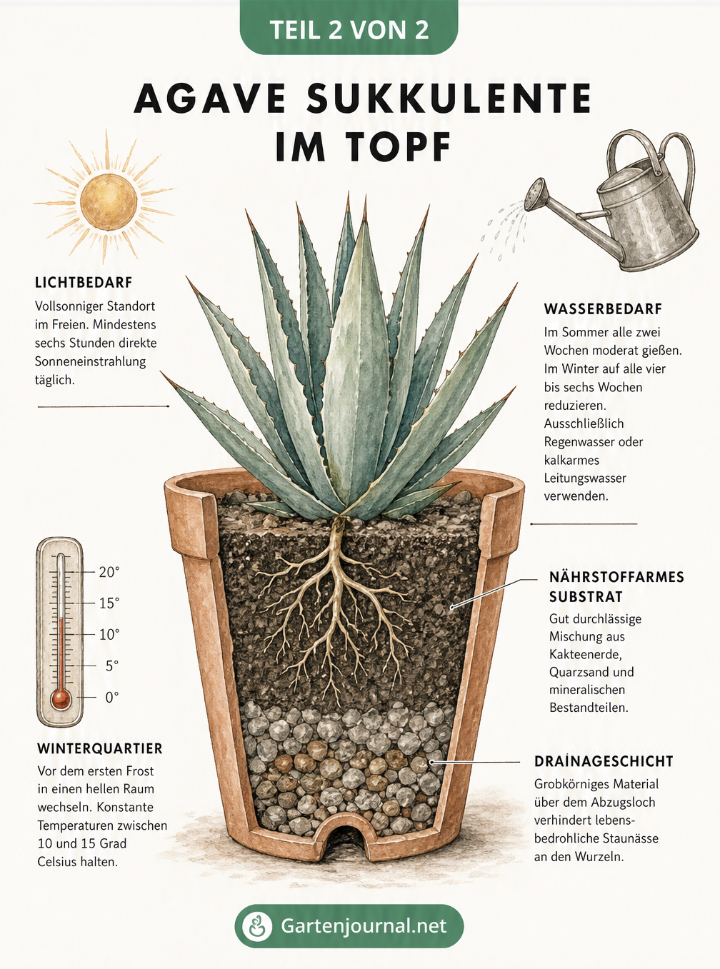 Schnittzeichnung eines Terrakotta-Kübels mit einer Agave, die Substrat, Drainageschicht und Pflegehinweise zeigt