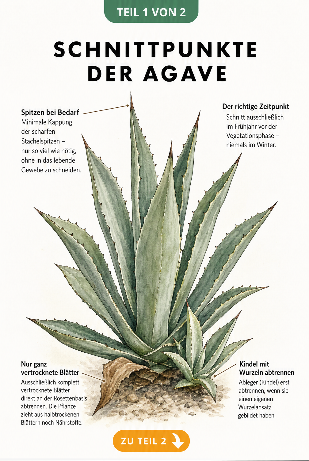 Botanische Illustration einer Agave mit Markierungen für den richtigen Schnitt an Blattspitzen, vertrockneten Blättern und Kindeln