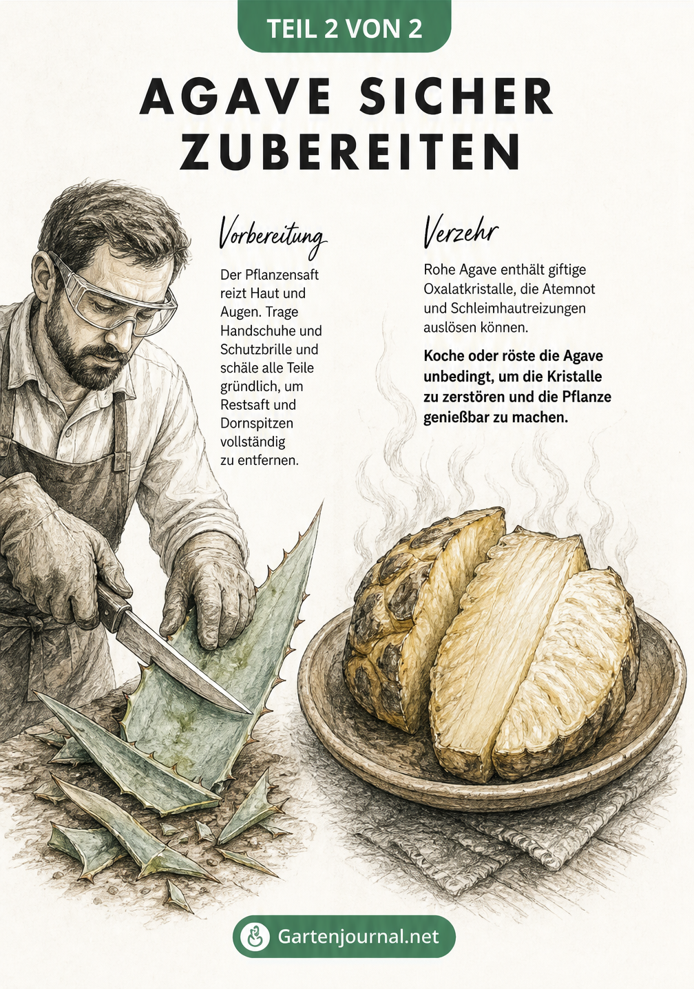 Skizze zur sicheren Zubereitung von Agaven. Links: Hände mit Arbeitshandschuhen und Messer schneiden dornige Blätter ab, daneben eine Schutzbrille. Rechts: Ein...
