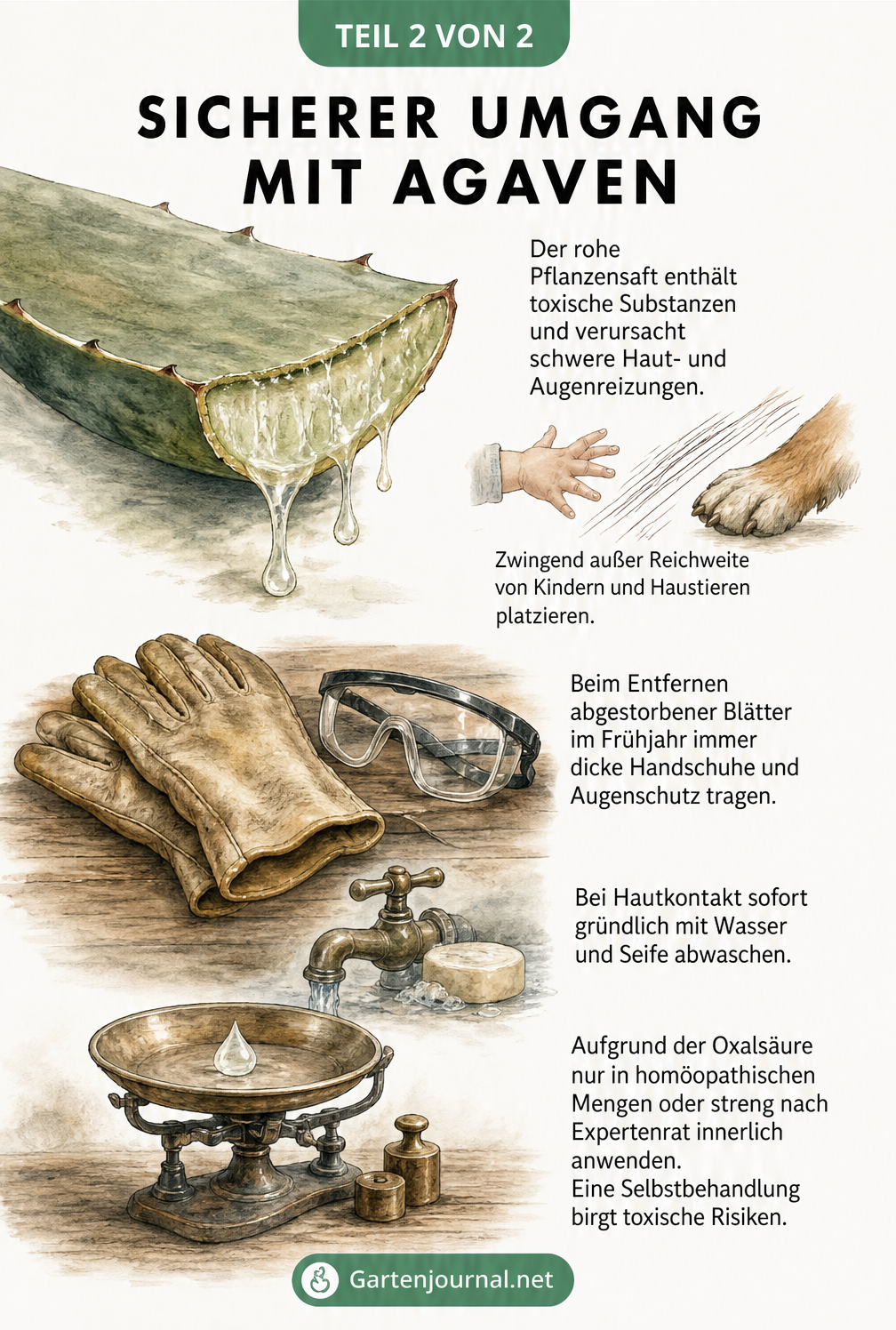 Illustration zum sicheren Umgang mit Agaven, zeigt toxischen Pflanzensaft, Schutzhandschuhe und Dosierungshinweise