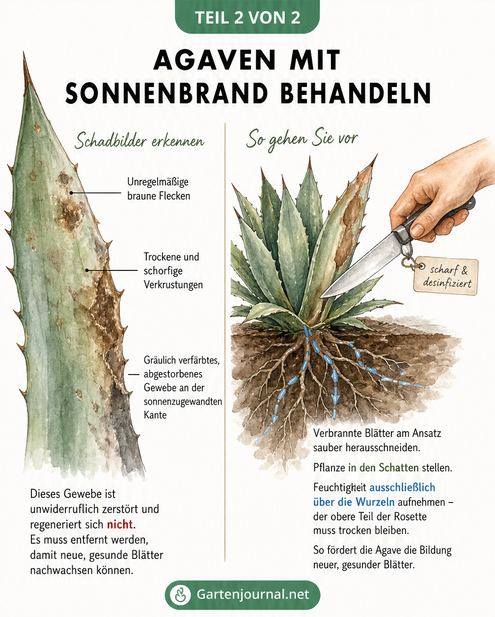 Detaillierte Darstellung von Sonnenbrandschäden an einem Agavenblatt und Anleitung zum Abschneiden verbrannter Blätter sowie zum Gießen über die Wurzeln.